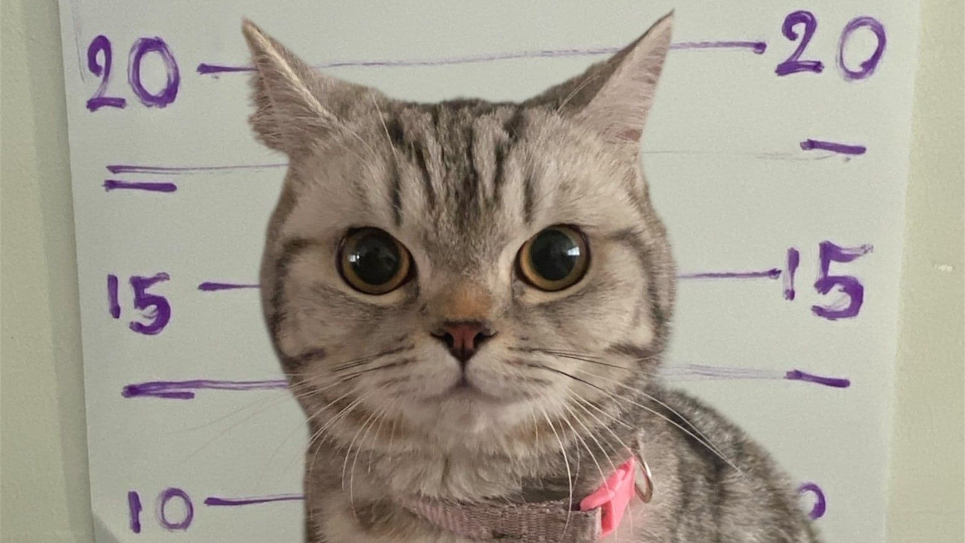 Arrestan a Gatita por Morder a Policías en Bangkok, Tailandia