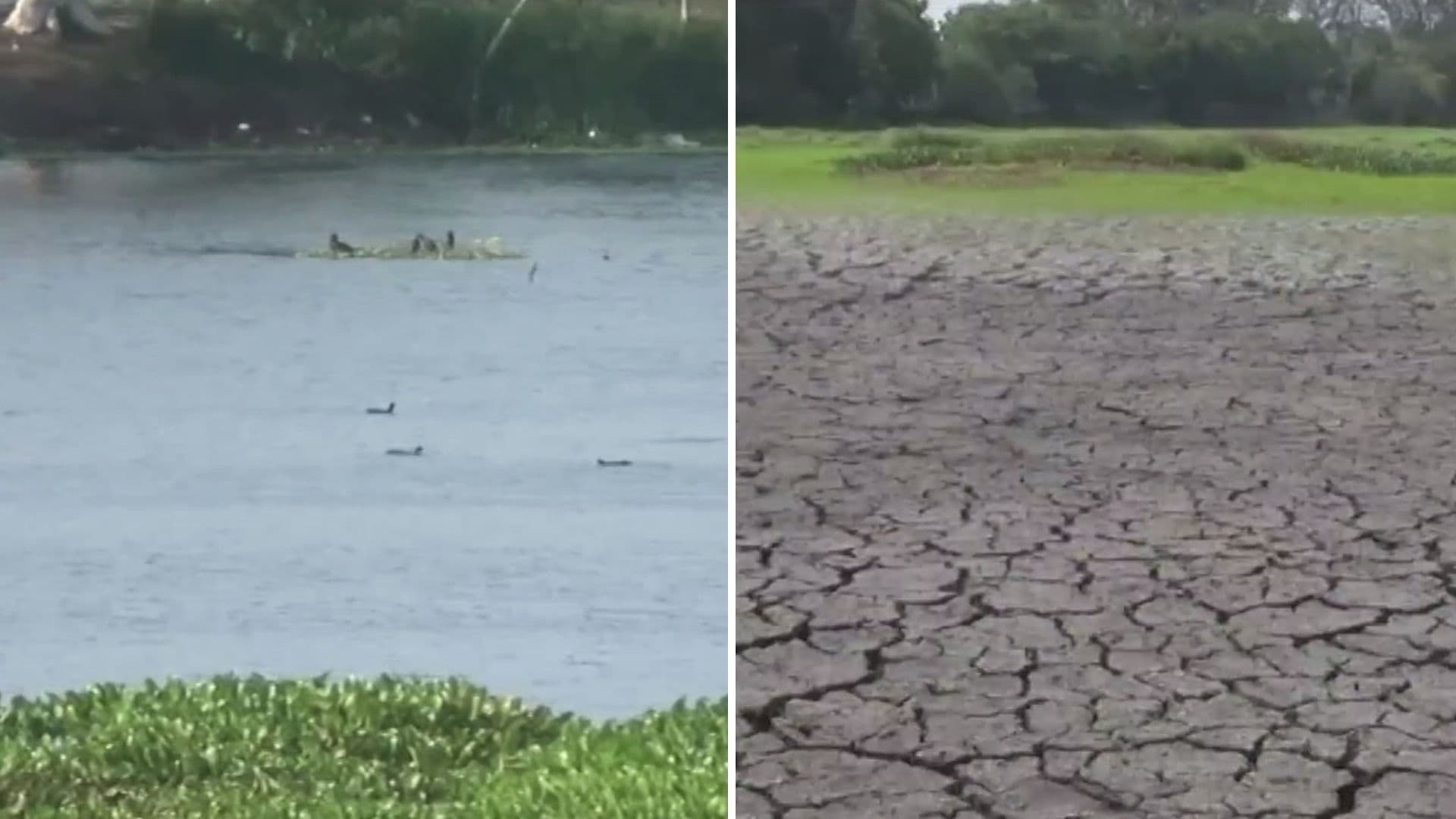 Laguna de Lagartos Se Seca: Tristeza y Preocupación Embarga a Estudiantes de Primaria