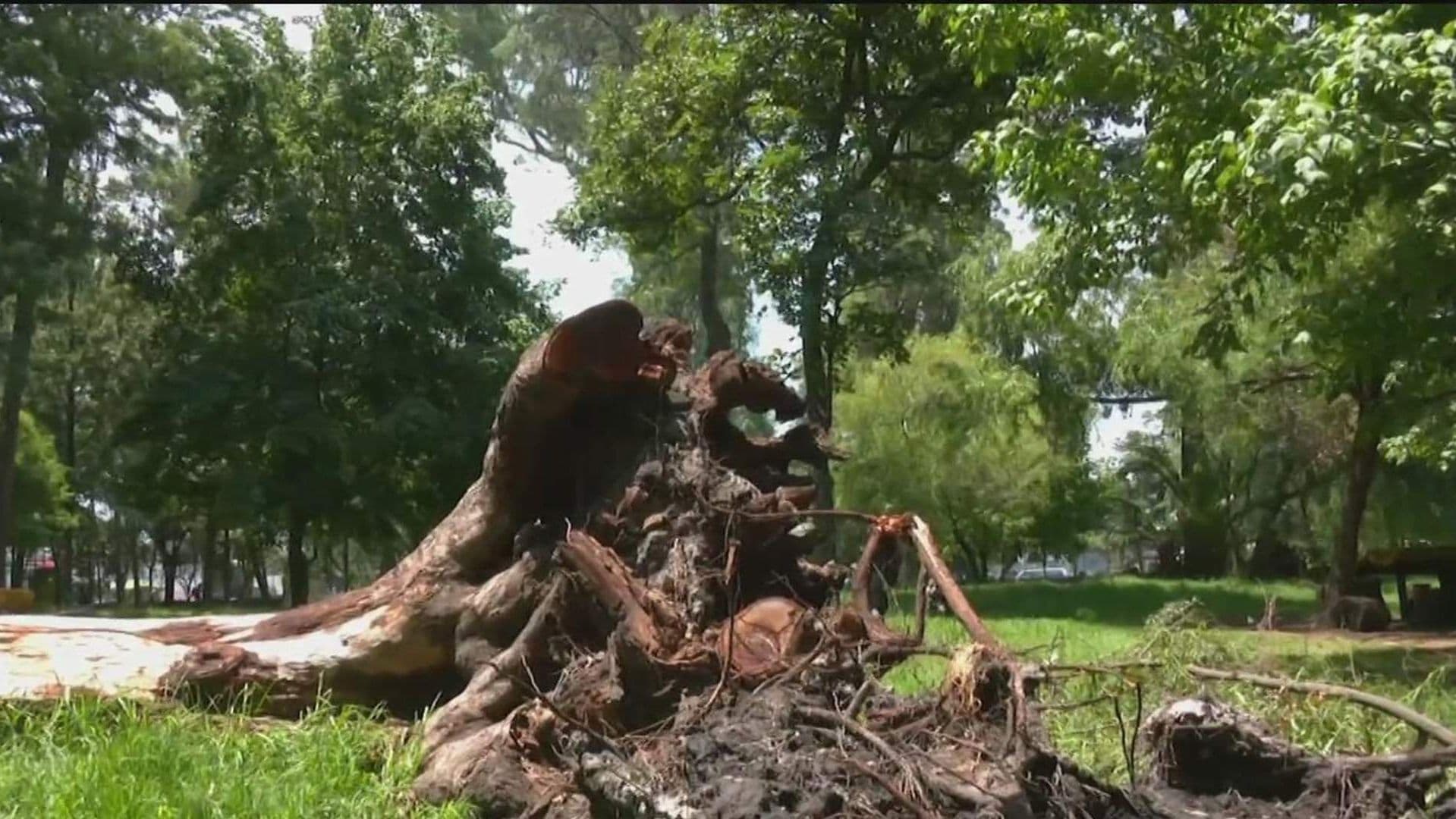 Bosque de Nativitas: Un Pulmón Verde que Agoniza entre Abandono y Cadáveres de Perros