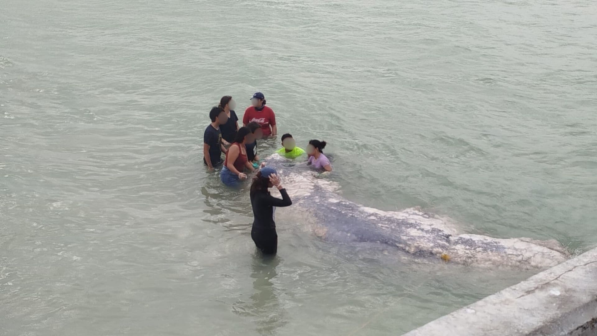 Recala Tiburón Ballena de 15 Toneladas Cerca de Puerto Progreso en Yucatán; Esto Pasó