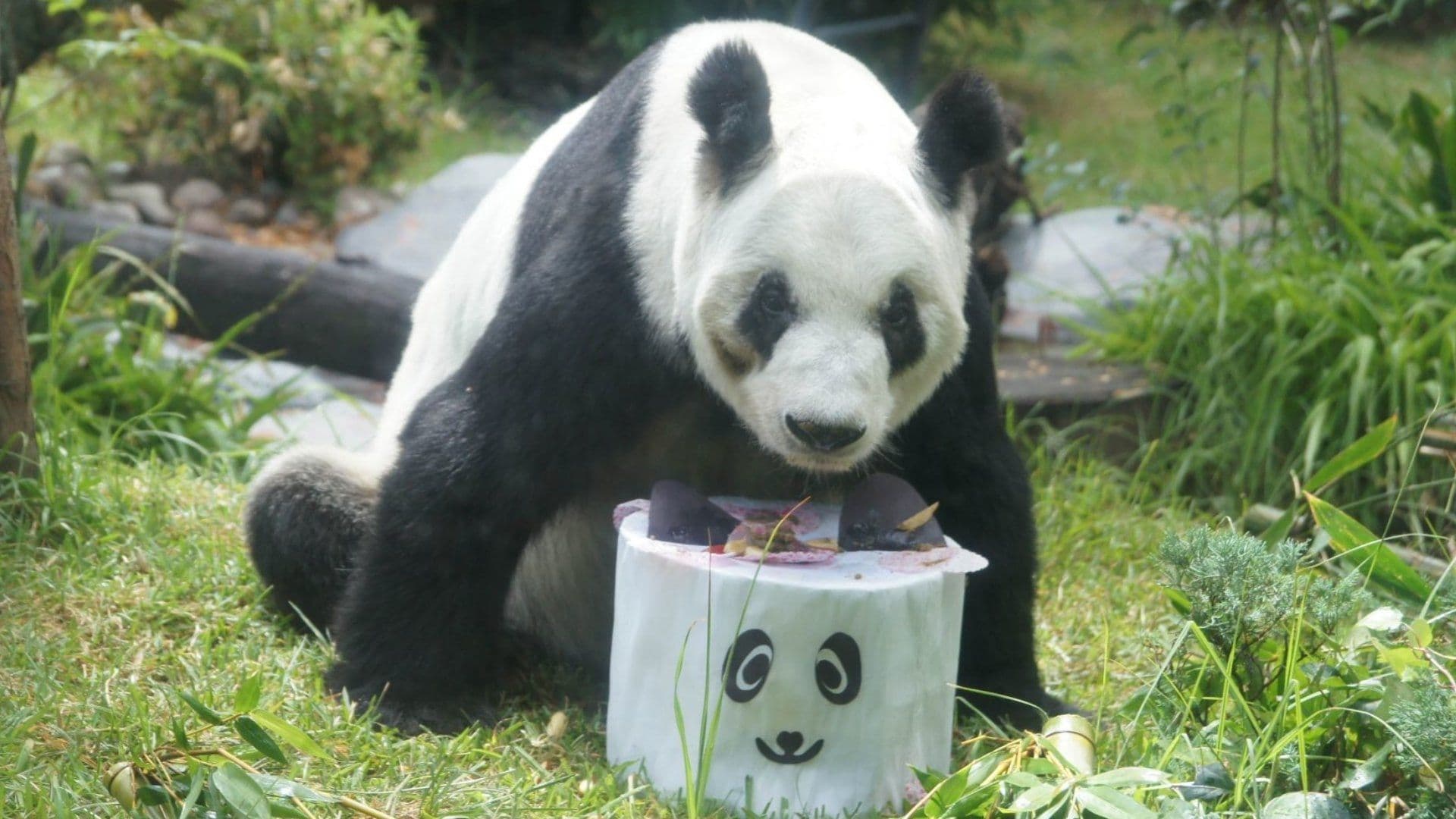 Panda Mexicana ‘Xin Xin’ Celebrará su Cumpleaños 35 y Así Será su Fiesta en Chapultepec, CDMX