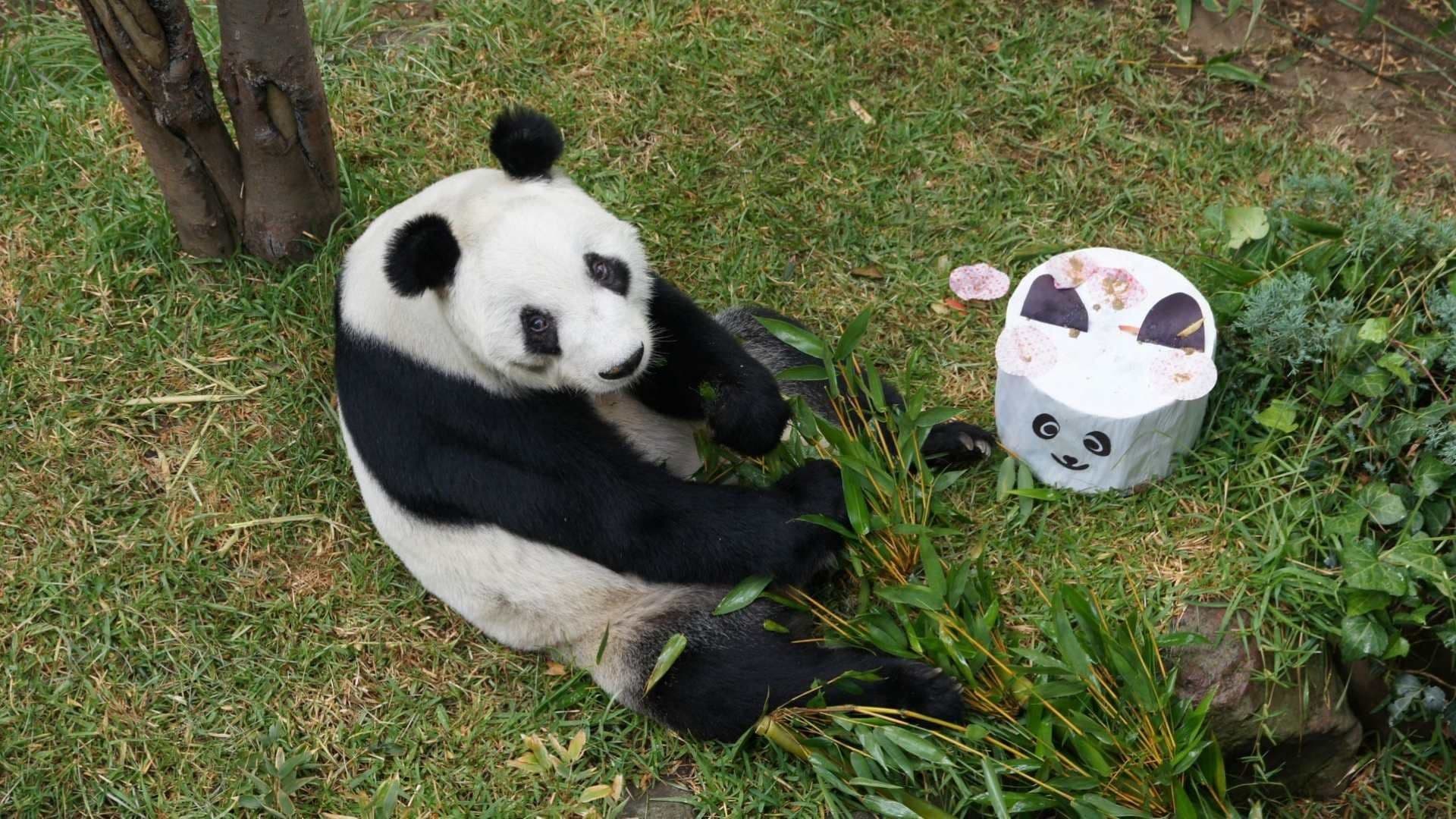 Chapultepec Festeja los 35 Años de Xin Xin, la Única Panda Gigante de América Latina