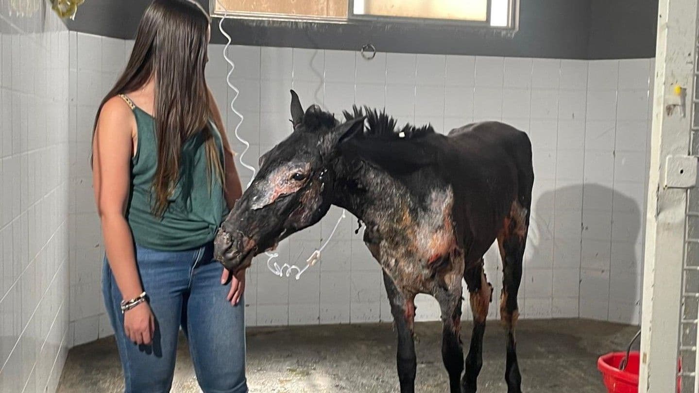 Rescatan a Caballos Lesionados por Incendios en Selva Lacandona: Así Llegó ONG a Chiapas