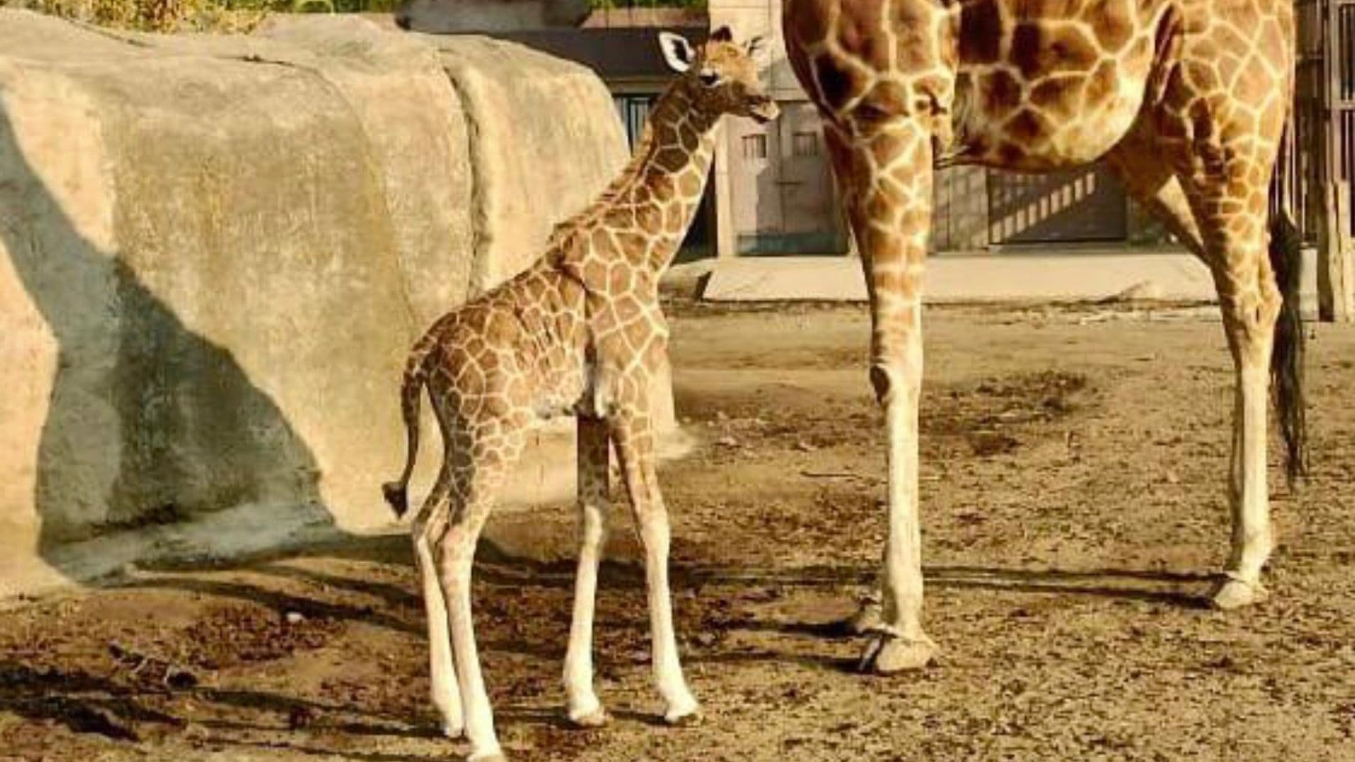 ¿Qué Nombre le Pondrías a la Jirafa Bebé del Zoológico de Aragón? ¡Vota Ya!