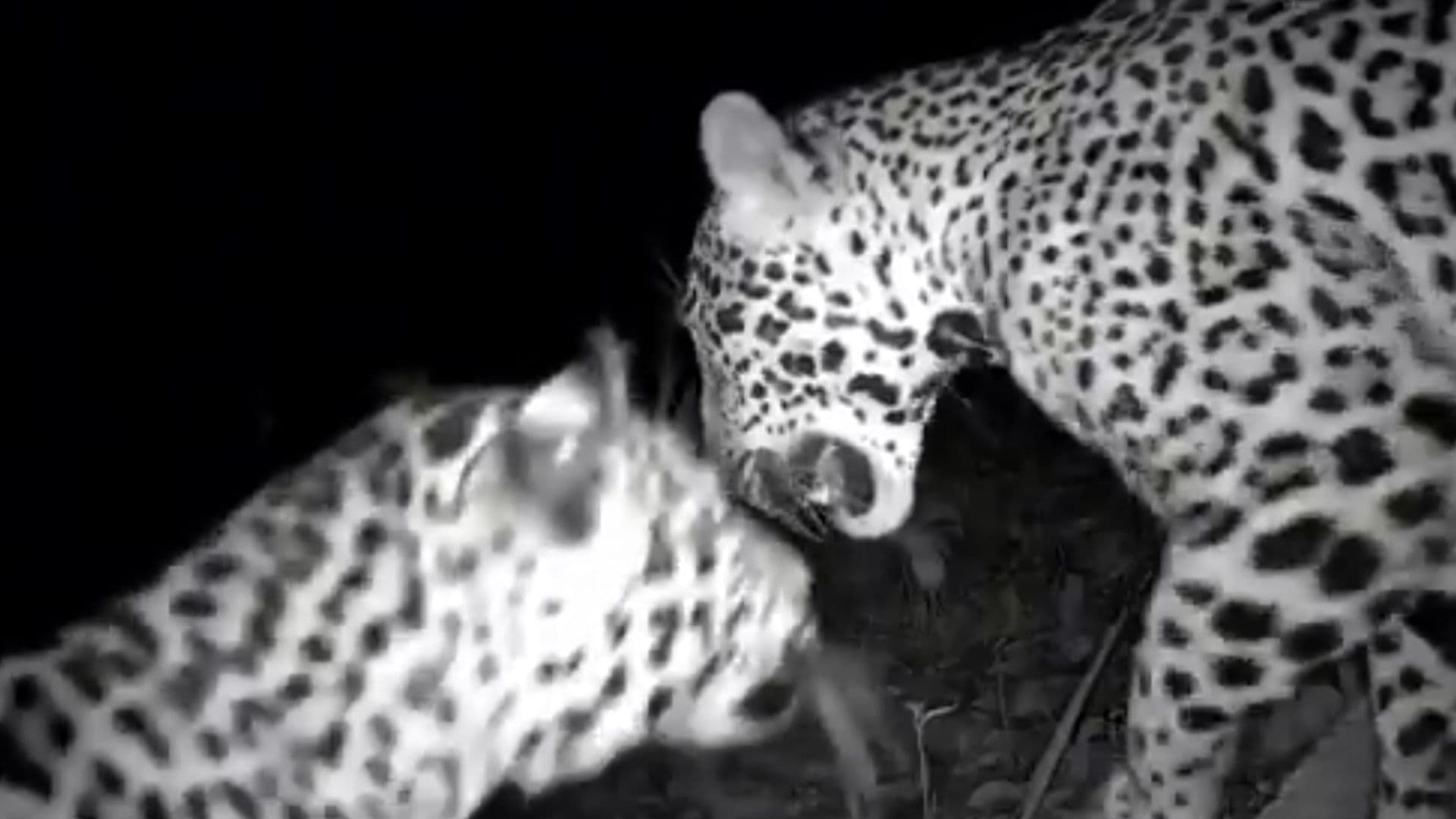 Dos Jaguares Son Captados con Cámara Trampa Cerca de Chichén Itzá