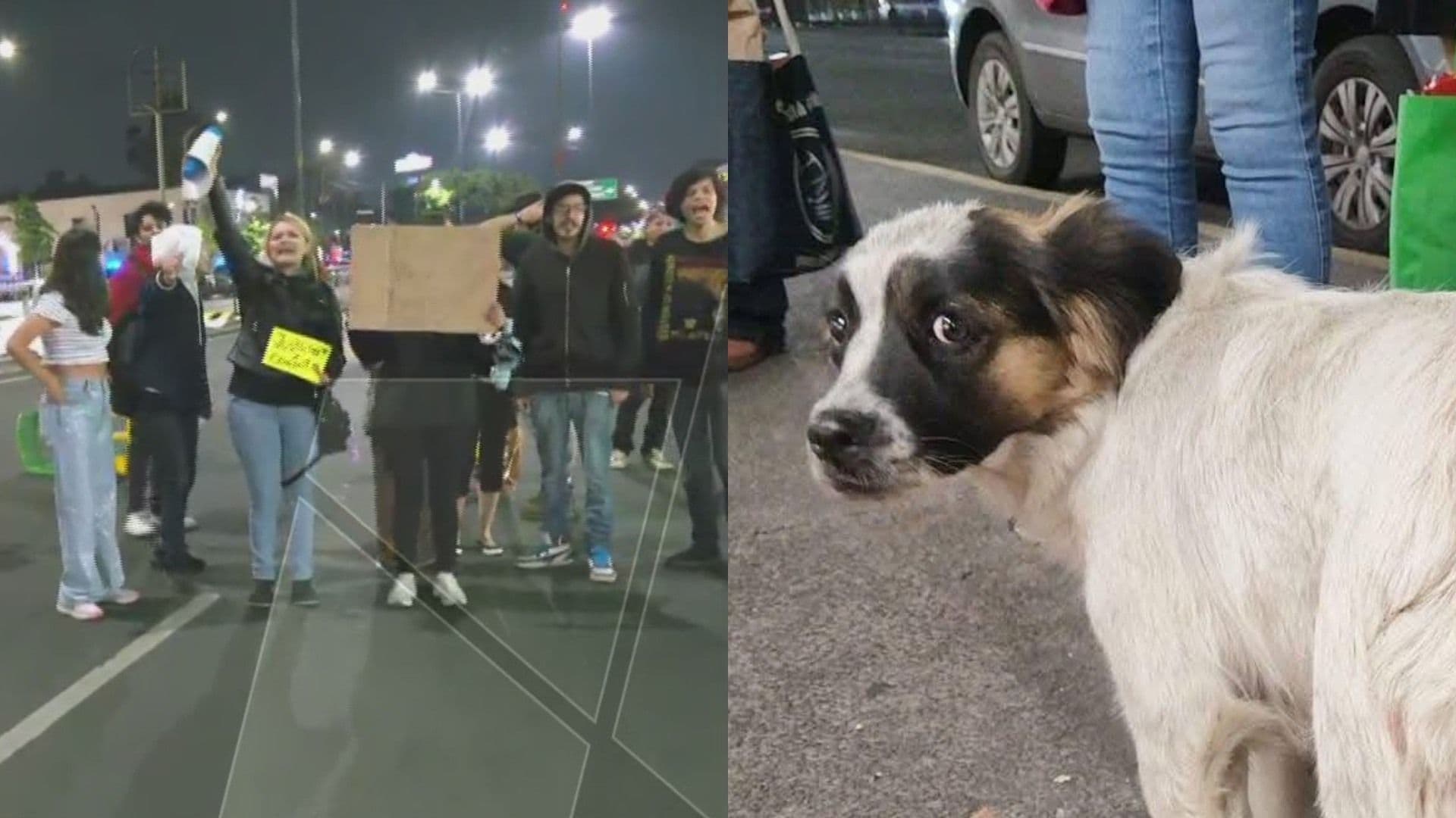 Policía de la CDMX Niega Que Uniformado Golpeara a Perrita 'Coapita'