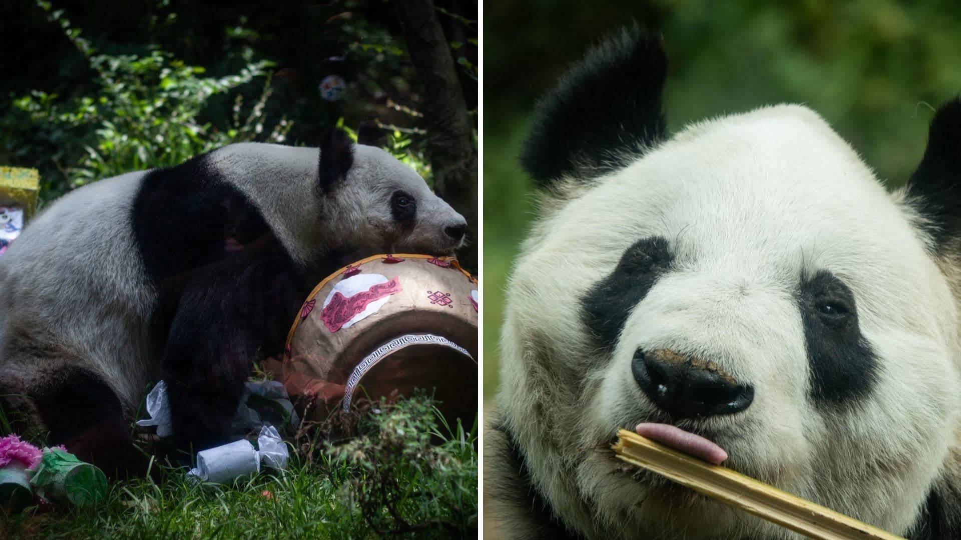 "Xin Xin", la Última Panda Mexicana Vive su Ciclo Final, ¿Habrá Otro Panda en México?