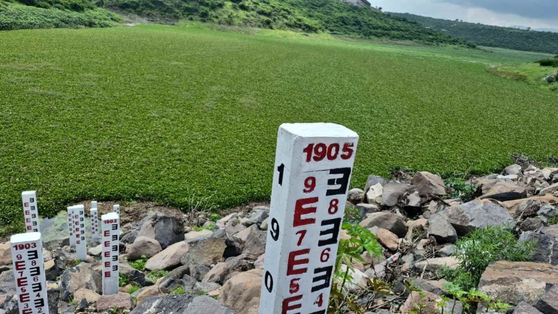 La Planta que Porfirio Díaz Trajo por Amor; Hoy Representa un Peligro Ambiental