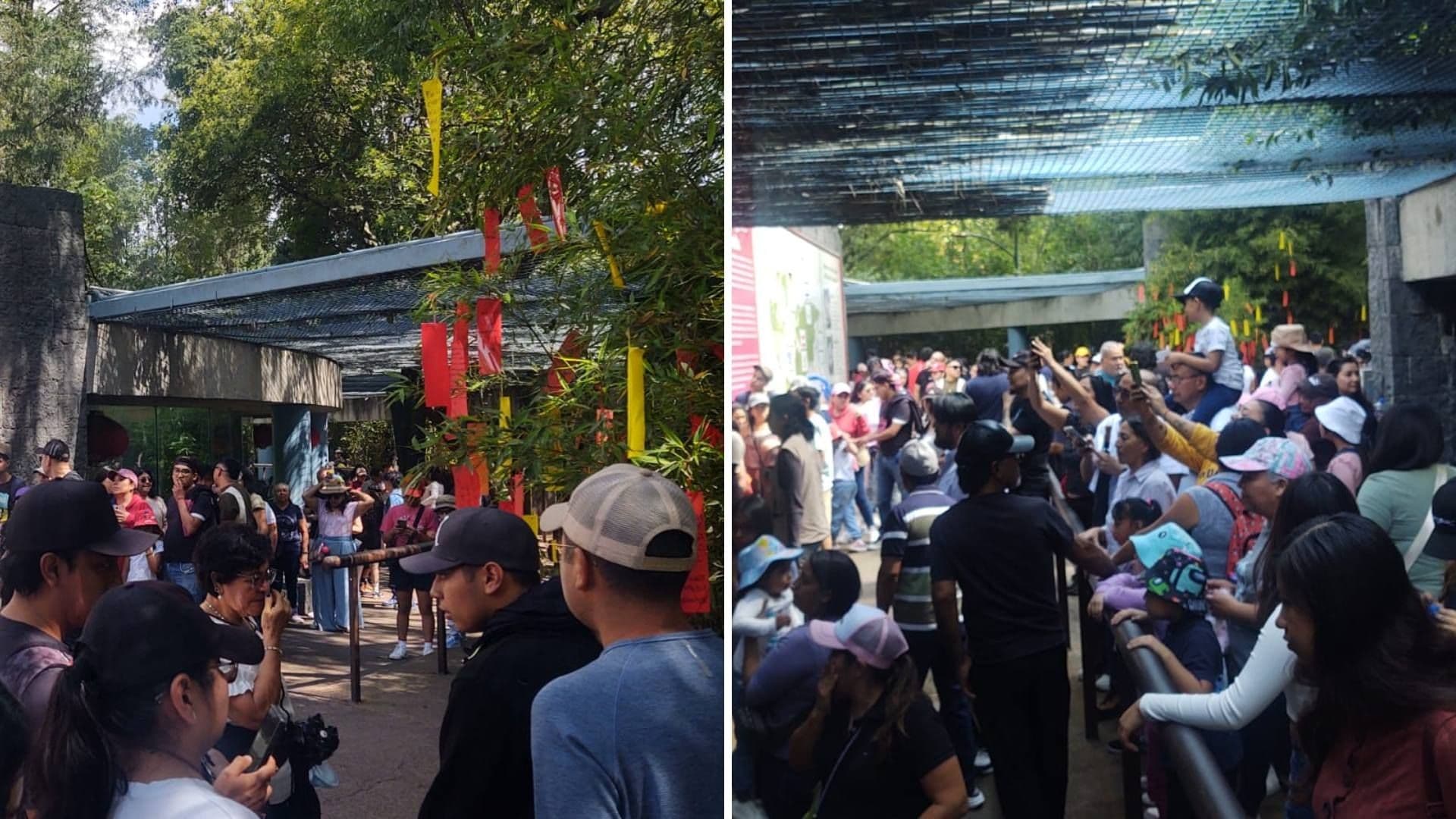 Xin Xin: Largas Filas en Chapultepec para Ver a la Última Panda Mexicana en Etapa Final de Vida