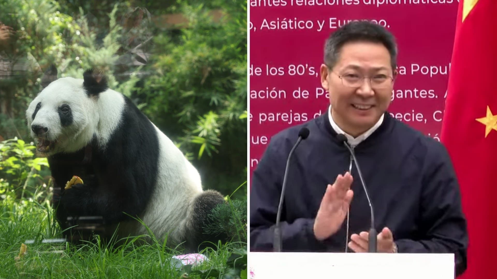 "La Cuidaron con Amor": China Agradece a México Protección a Panda Xin Xin, ¿Habrá Más?