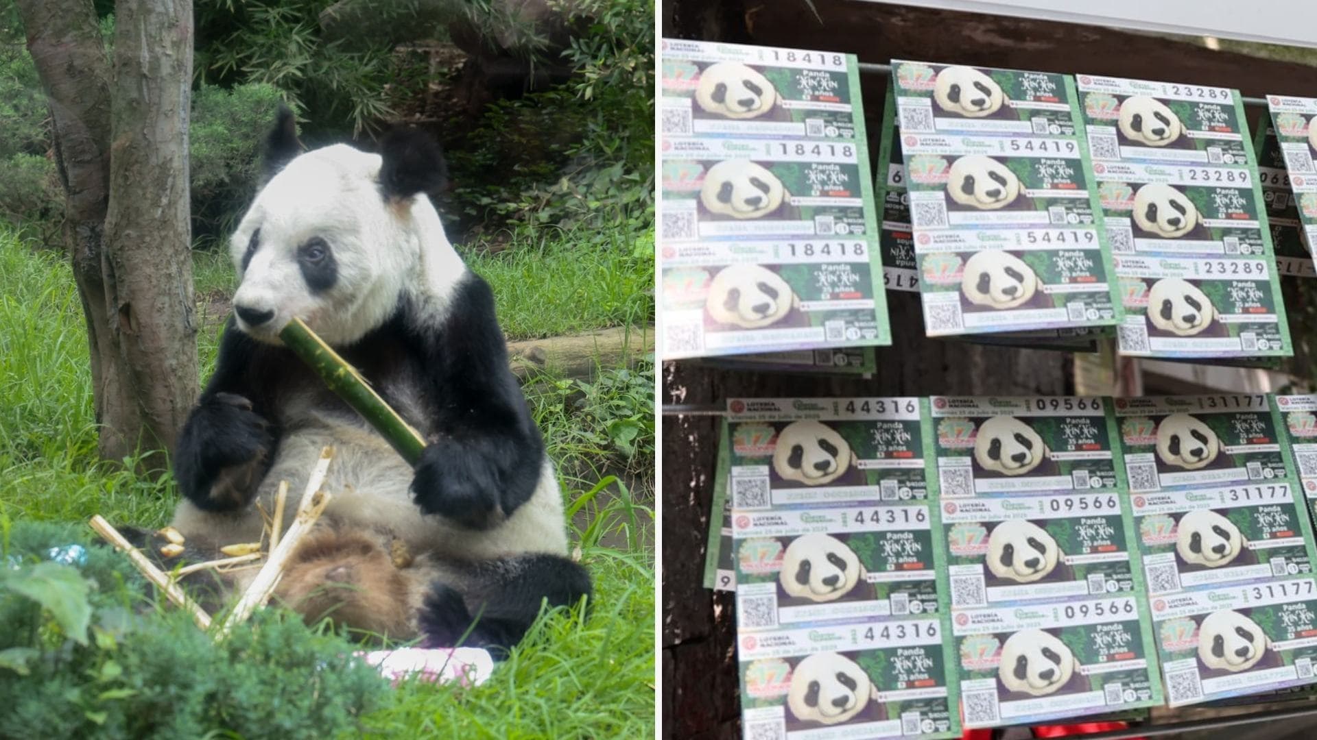 ¡De Colección! Lanzan Billete de Lotería de Xin Xin, la Última Panda Mexicana; Así lo Consigues