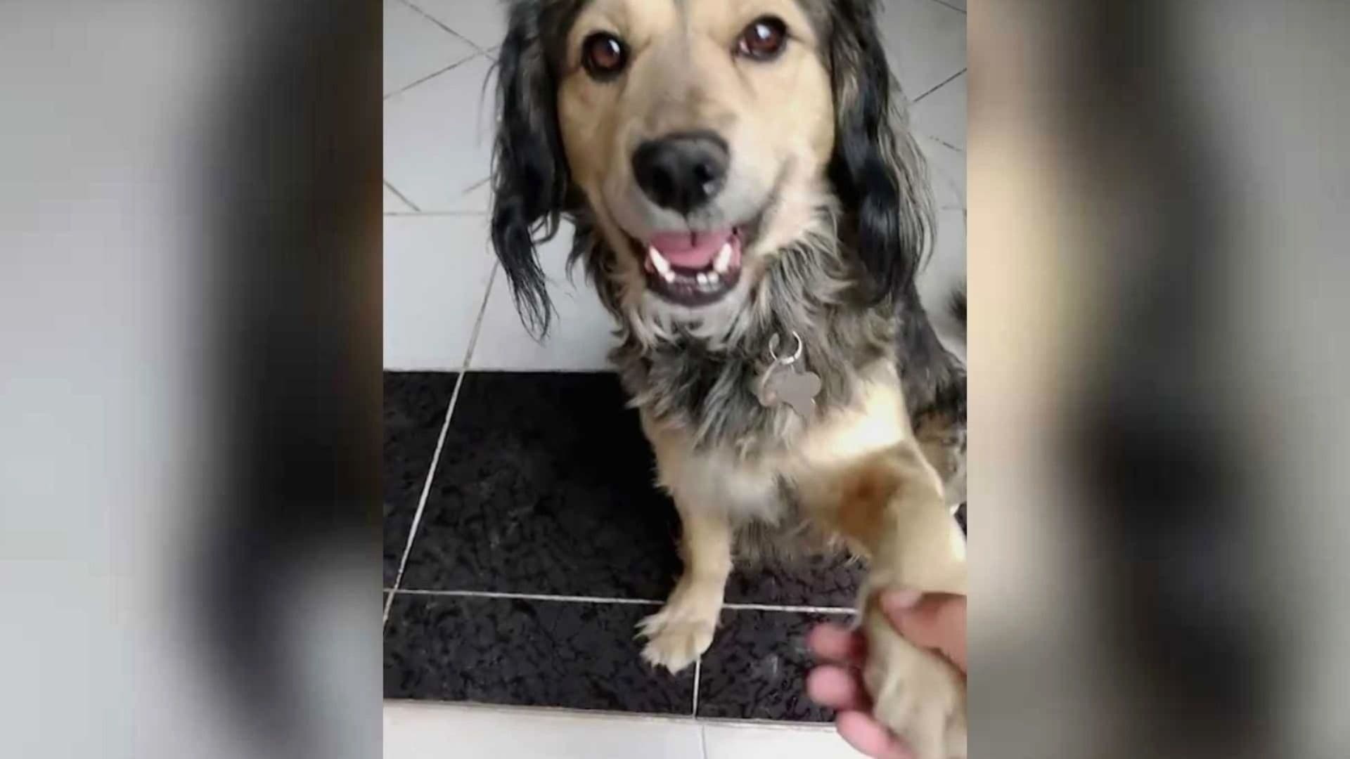 El Triste Caso de Goliath, Perrito Asesinado Cruelmente en Bosque de Nativitas