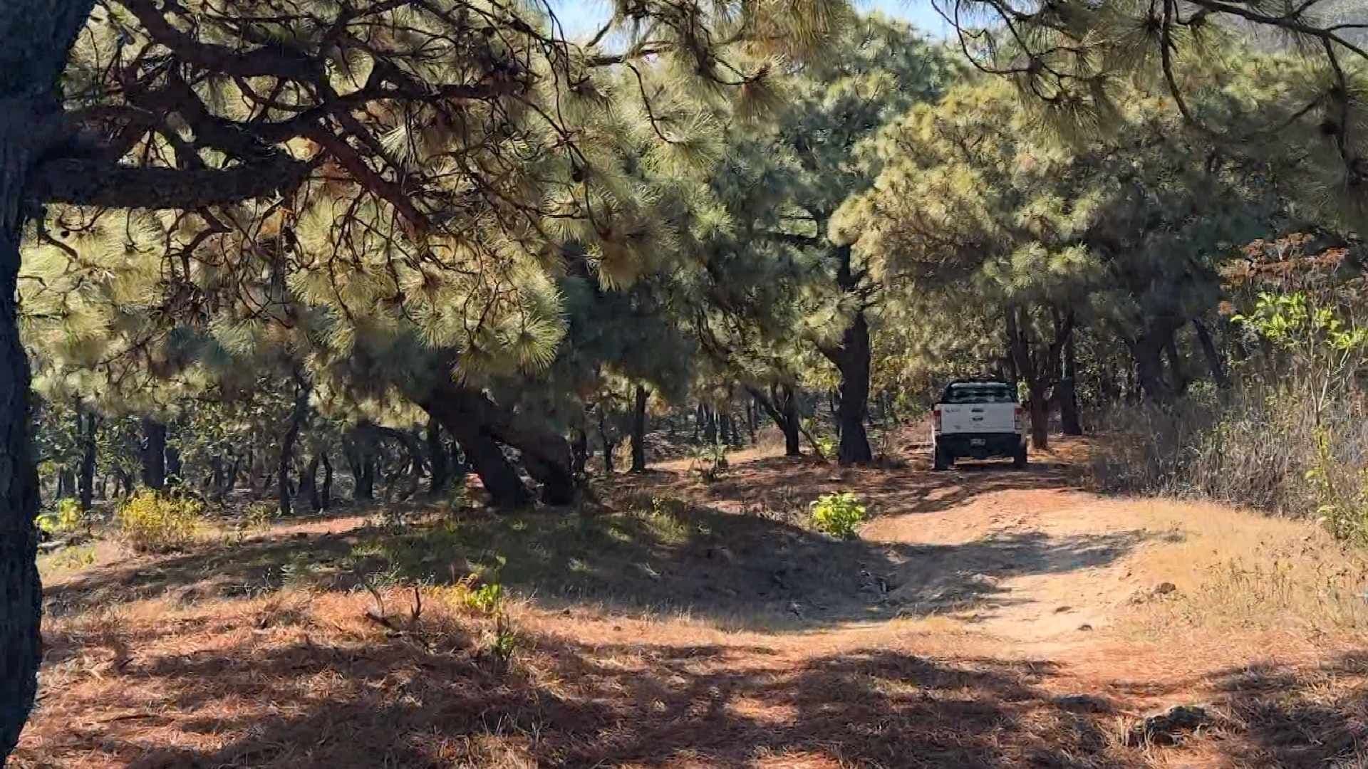 Reportan Tala Ilegal de Árboles en Bosques de Tapalpa, Mazamitla y Acatic, en Jalisco