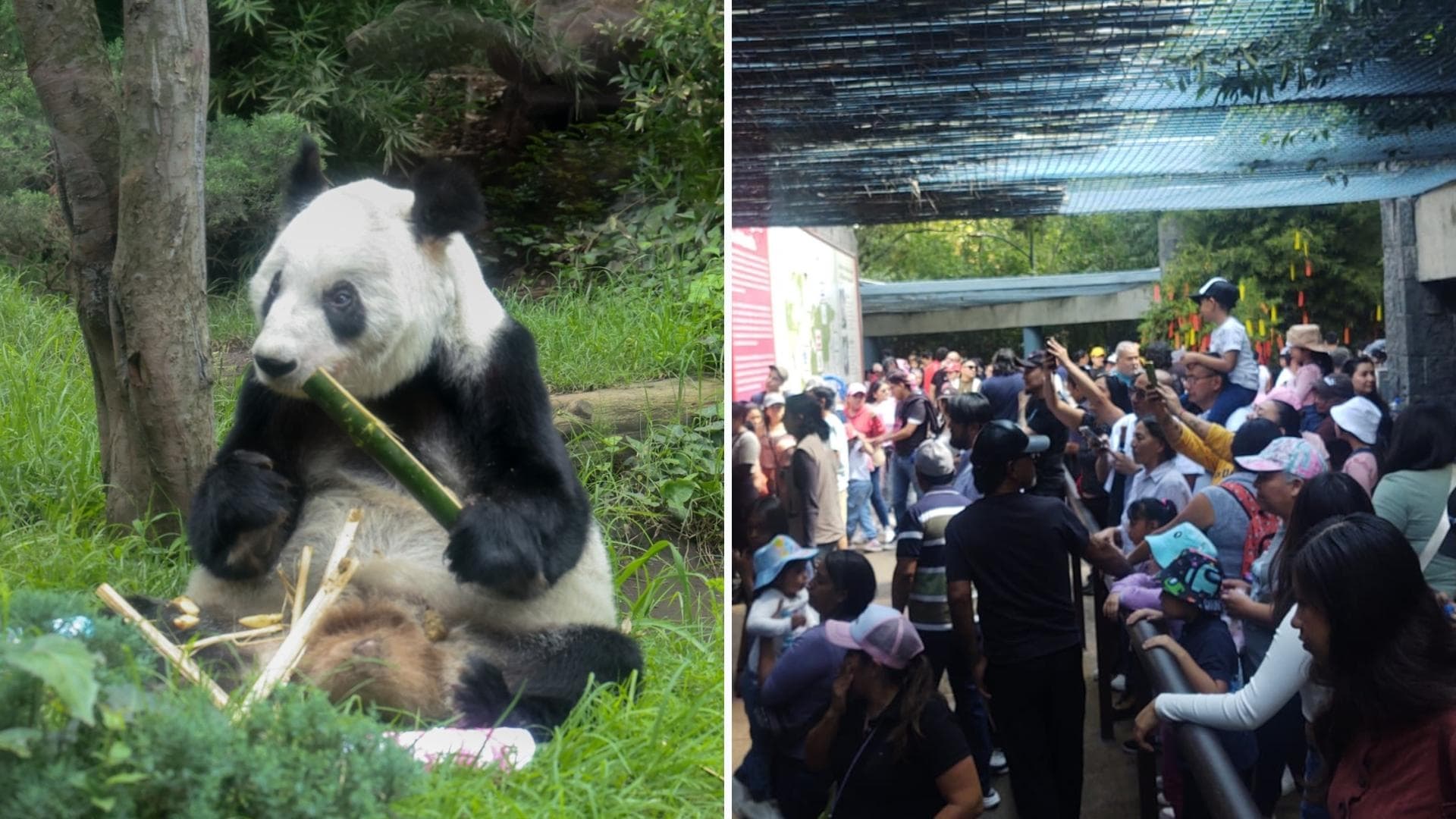 Xin Xin: ¿Cuál Es la Mejor Hora Para Ver a la Panda Mexicana en el Zoológico de Chapultepec?
