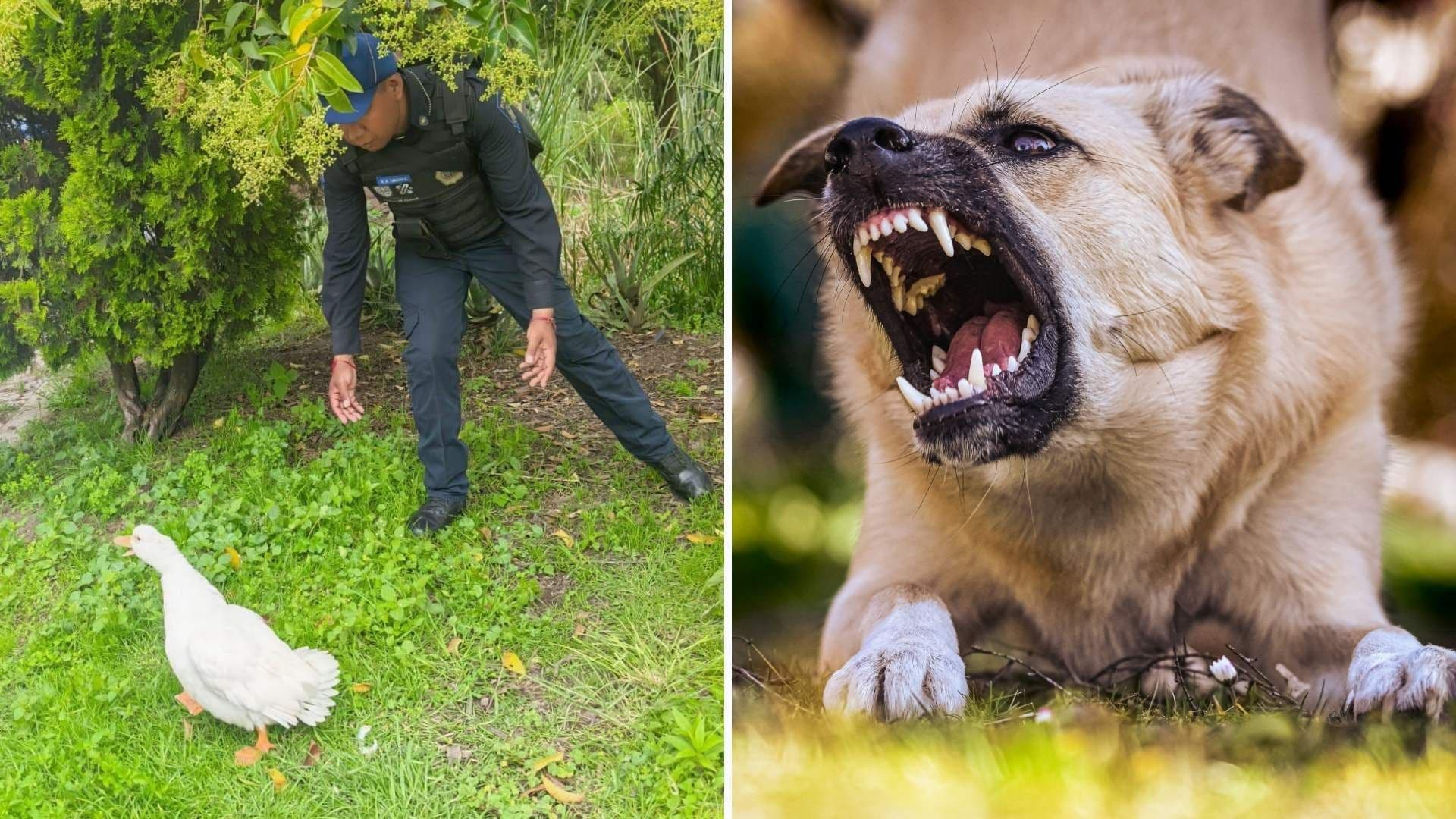 Perro Ataca a Pato en Bosque de Chapultepec y Policías le Salvan la Vida
