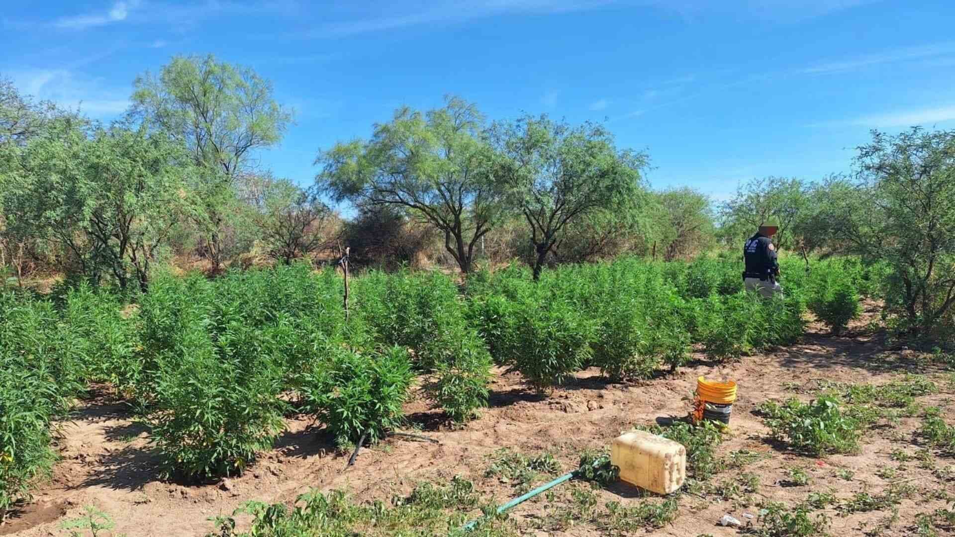 Aseguran Plantío de Marihuana en Magdalena de Kino, Sonora; Detienen a Encargado de Riego