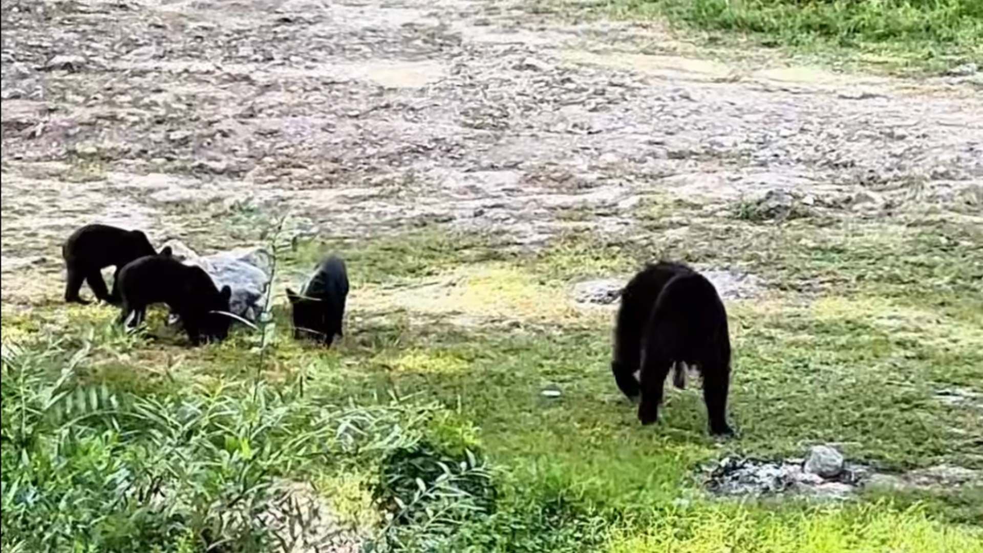 Captan a Familia de Osos Caminando Cerca de Río en Bustamante, Nuevo León