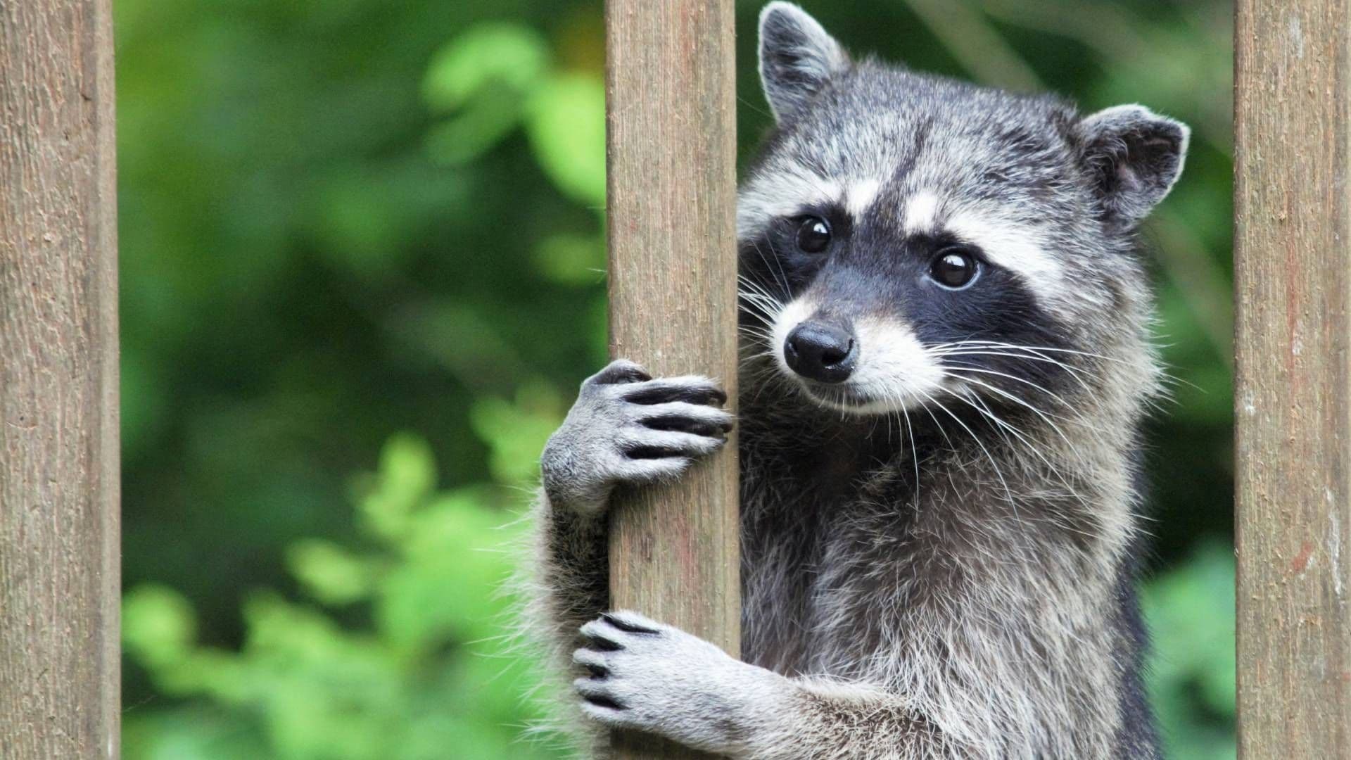 ¿Pedro, Pedro, Pedro? Plaga de Mapaches Invade Ciudad del Carmen, Campeche: Video