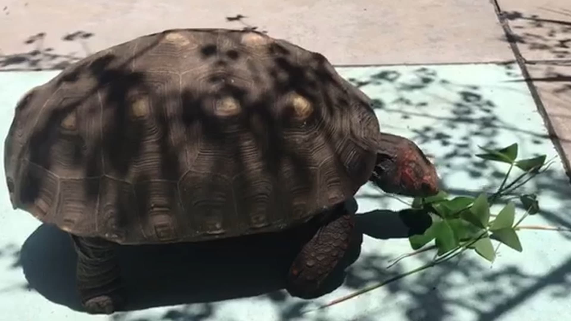 Familia Perdió su Tortuga en la Roma Sur; Piden Ayuda para Encontrarla