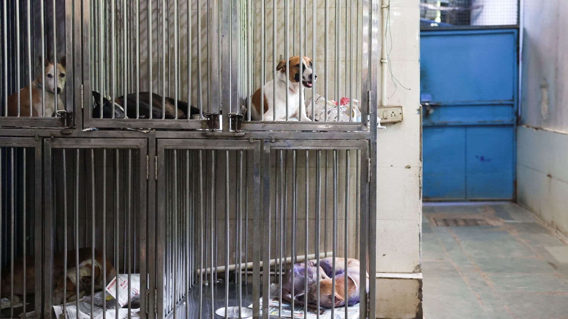 Ordena Corte Suprema de India Liberar en Nueva Delhi a Perros Callejeros tras Revisar un Fallo