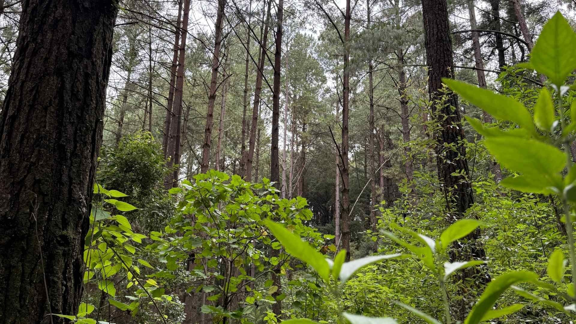 Bosque de Agua: la Tala Ilegal Asedia a las Lagunas de Zempoala | Video