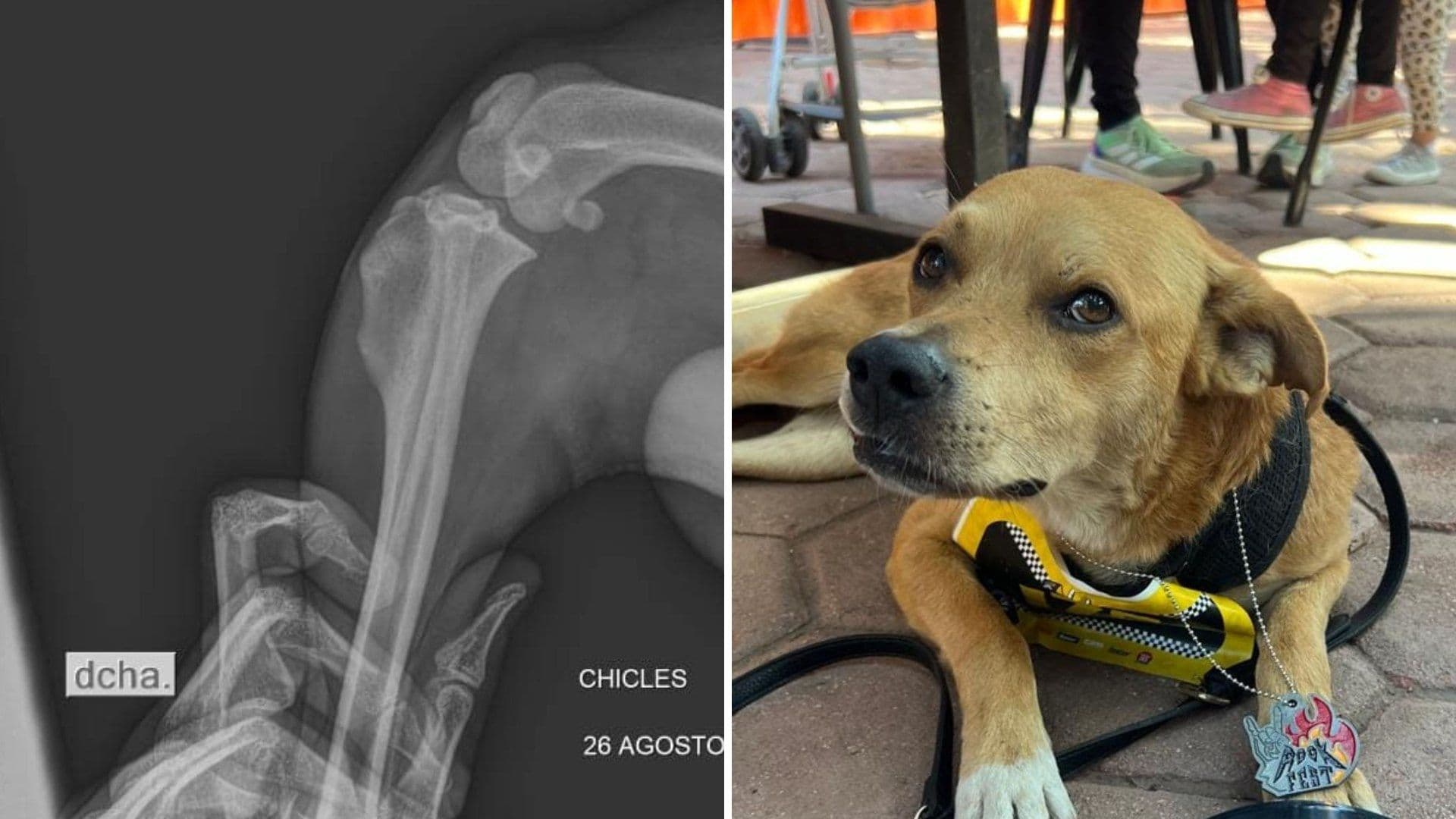 "El Chicles", Famoso Perro Corredor, Se Retira Tras Sufrir Fractura
