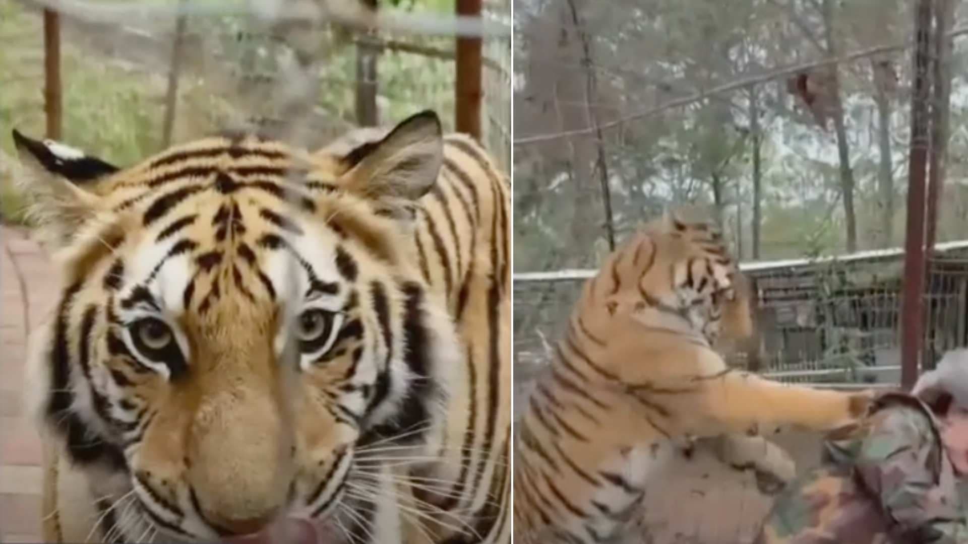 Tigre Ataca a Veterinaria en Mazamitla Jalisco; Esto Sabemos