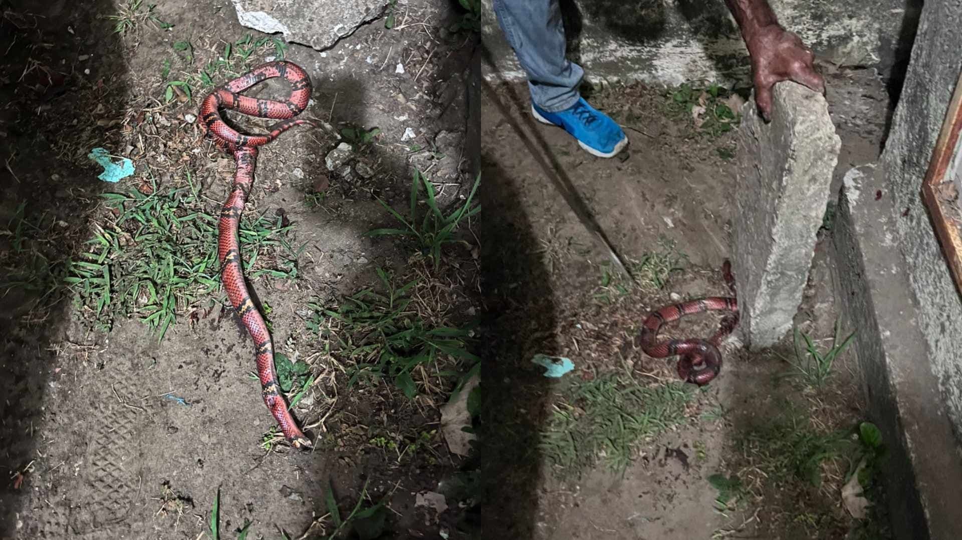 Capturan Serpiente 'Falso Coralillo' Dentro de Vivienda en Medellín de Bravo, Veracruz