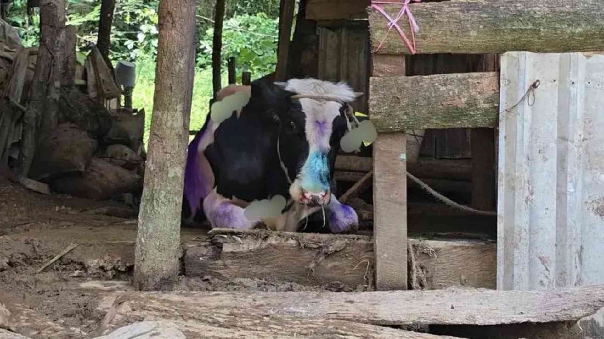 Confirman Primer Caso de Gusano Barrenador en Toro Joven de Ixtaczoquitlán, Veracruz
