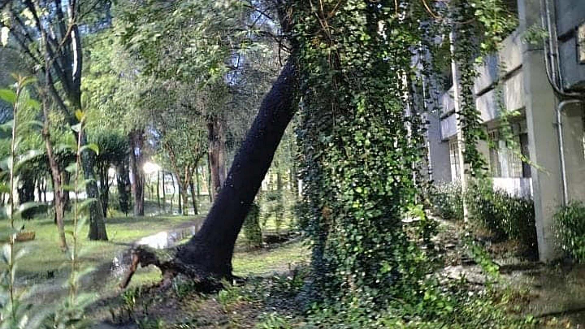 Lluvias en Naucalpan Tiran Árboles en FES Acatlán; Suspenden Clases