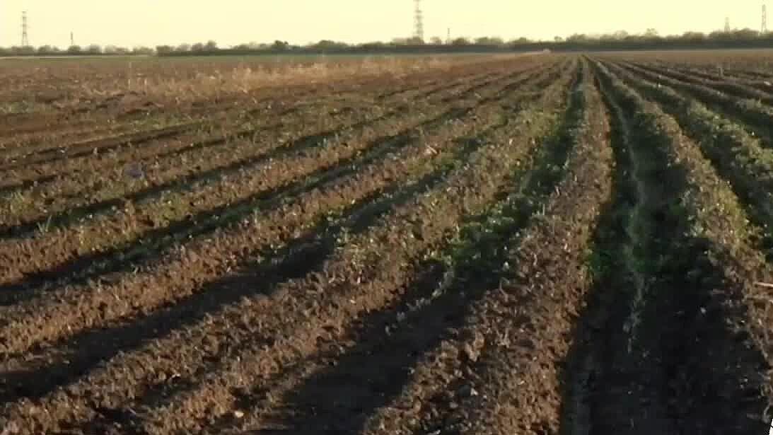 En riesgo 900 Mil hectáreas del campo Tamaulipeco