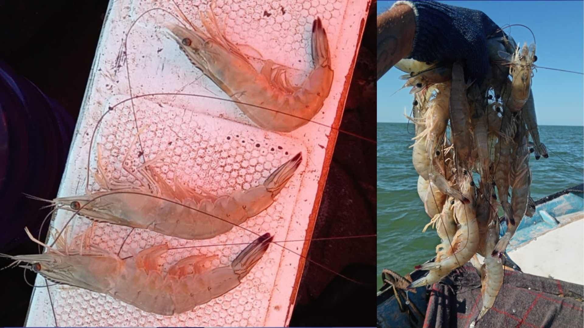 Levantan Veda de Camarón en Océano Pacífico, Golfo de California y Bahías de Sonora
