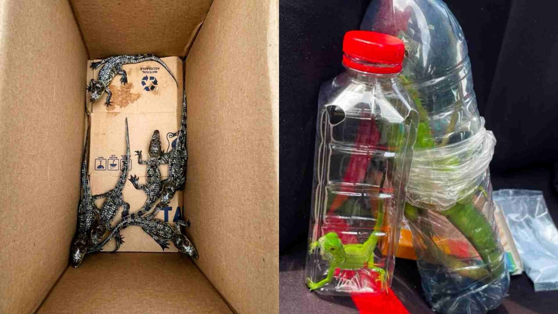 Rescatan a 40 Animales Silvestres Transportados Ilegalmente en Carretera Cárdenas-Coatzacoalcos