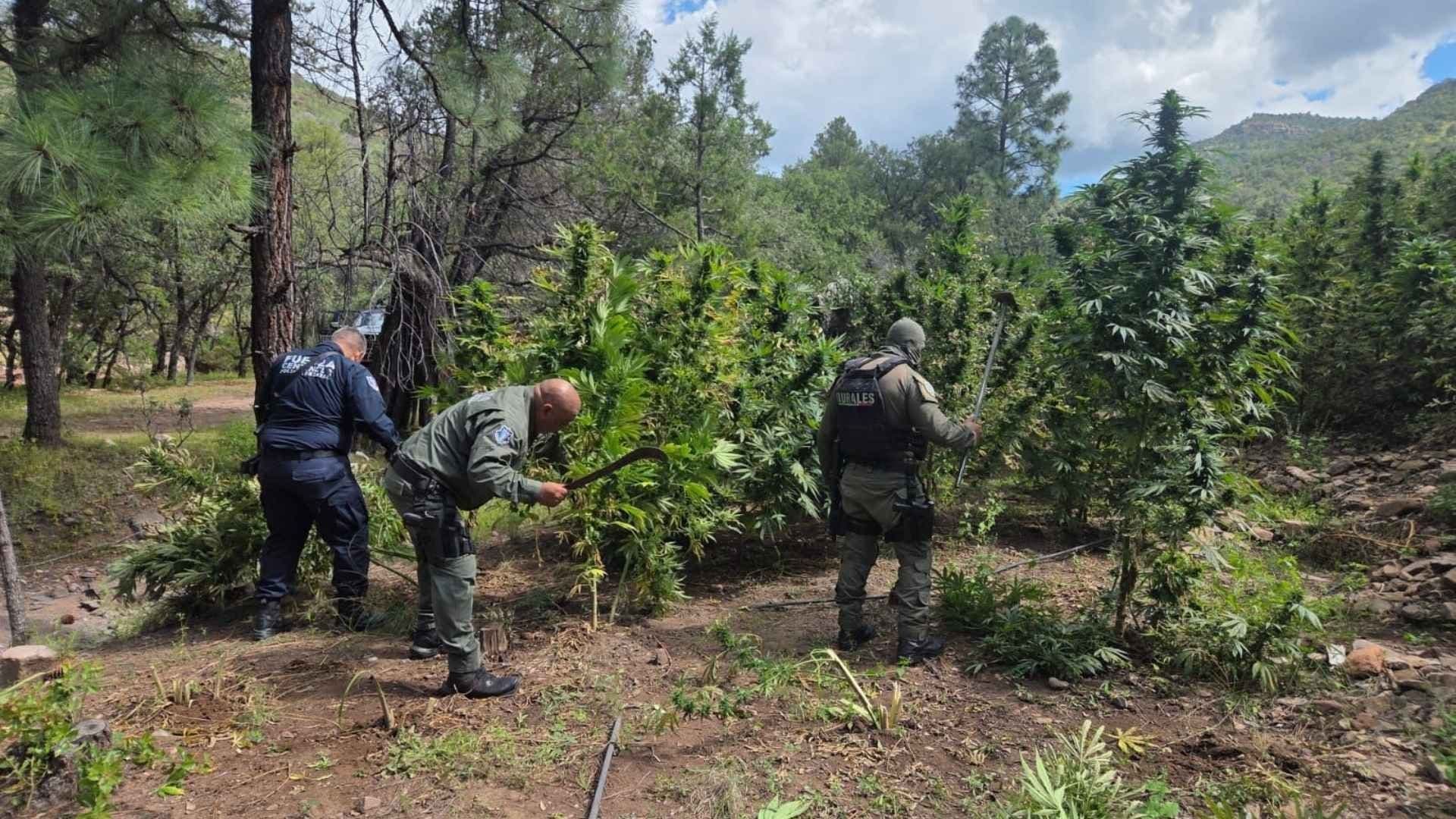 Destruyen Más de 410 Mil Plantas de Marihuana en la Sierra de Guerrero, Chihuahua