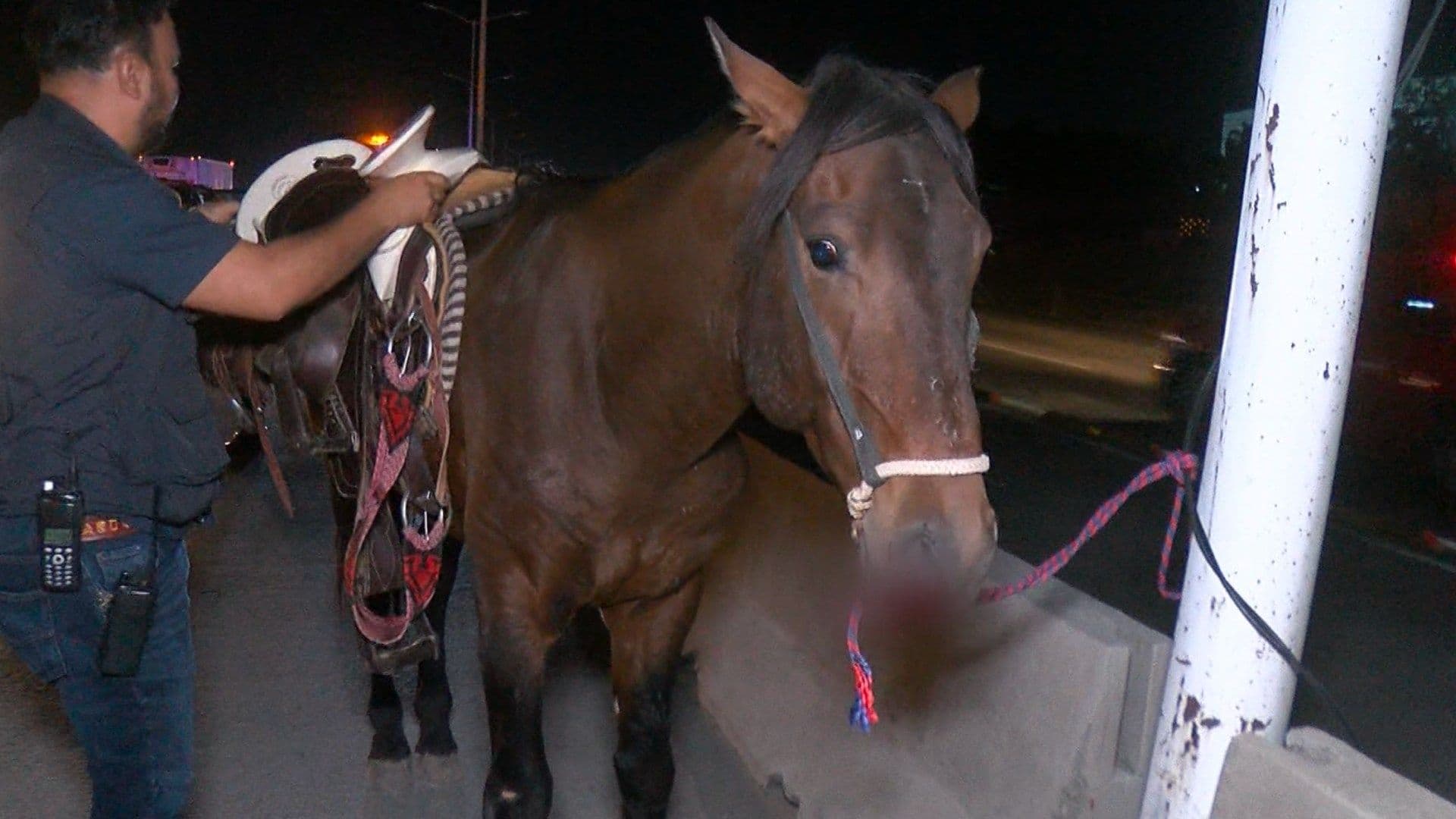 Joven Jinete y su Caballo Son Embestidos por Unidad de Mi Macro Periférico, en Tlaquepaque