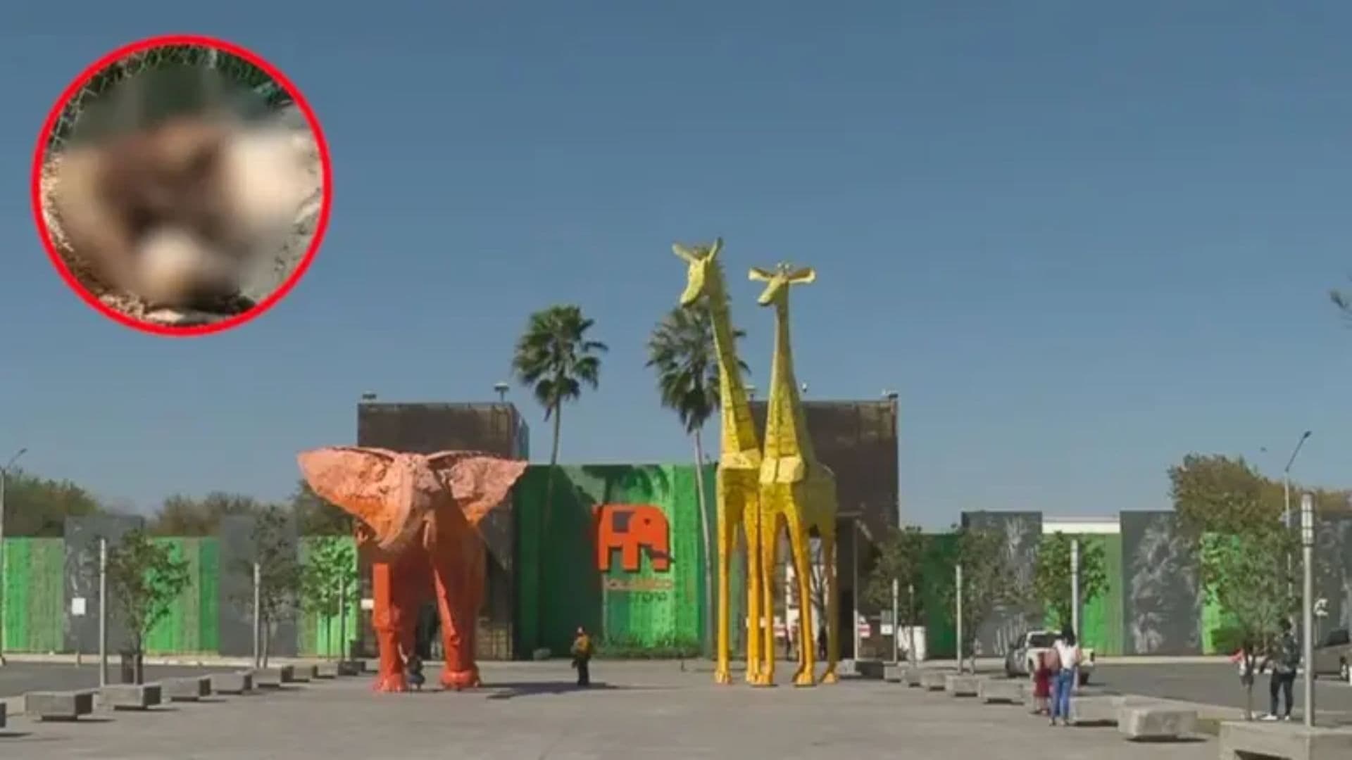Trasladan a la Osa “Mina” de Zoológico La Pastora a Fundación Invictus