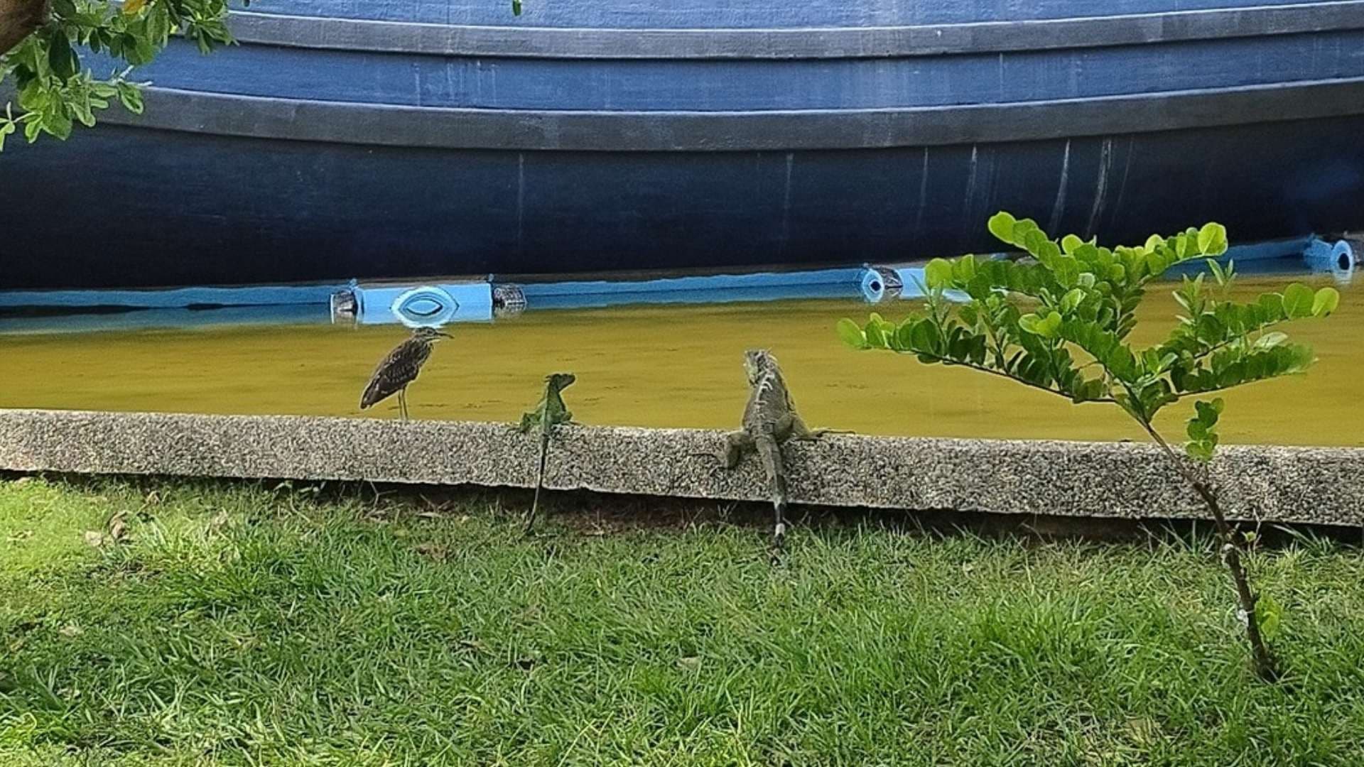 Iguanario del Parque Papagayo de Acapulco Se Recupera tras Otis