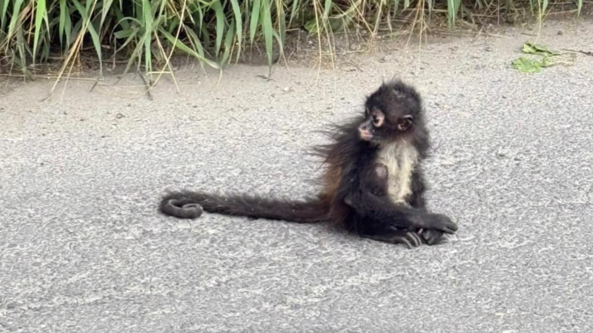 Aparece un Mono Araña Deambulando por Calles de Tecamachalco en Puebla