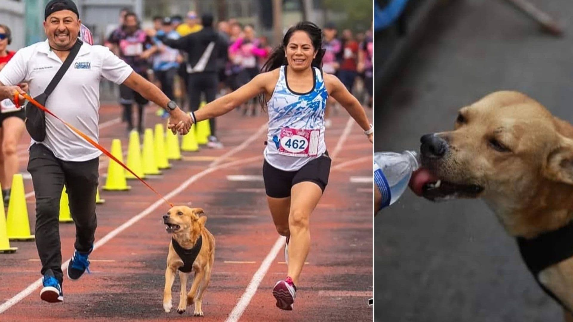 Muere “El Chicles“, Perrito Maratonista en Tijuana; ¿Qué se Sabe?