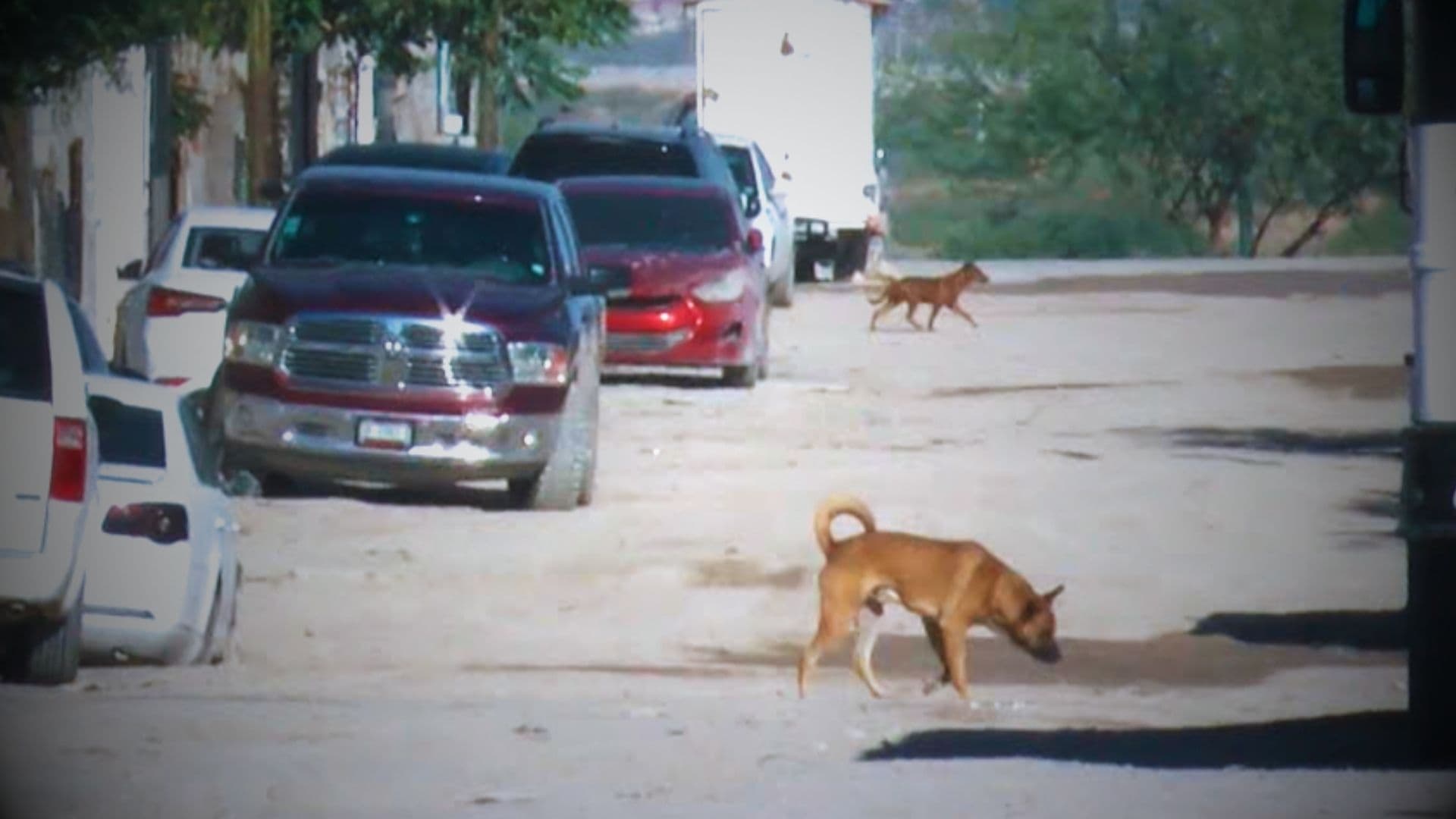 Perros Callejeros Afectan al Fraccionamiento Misiones de Creel en Ciudad Juárez