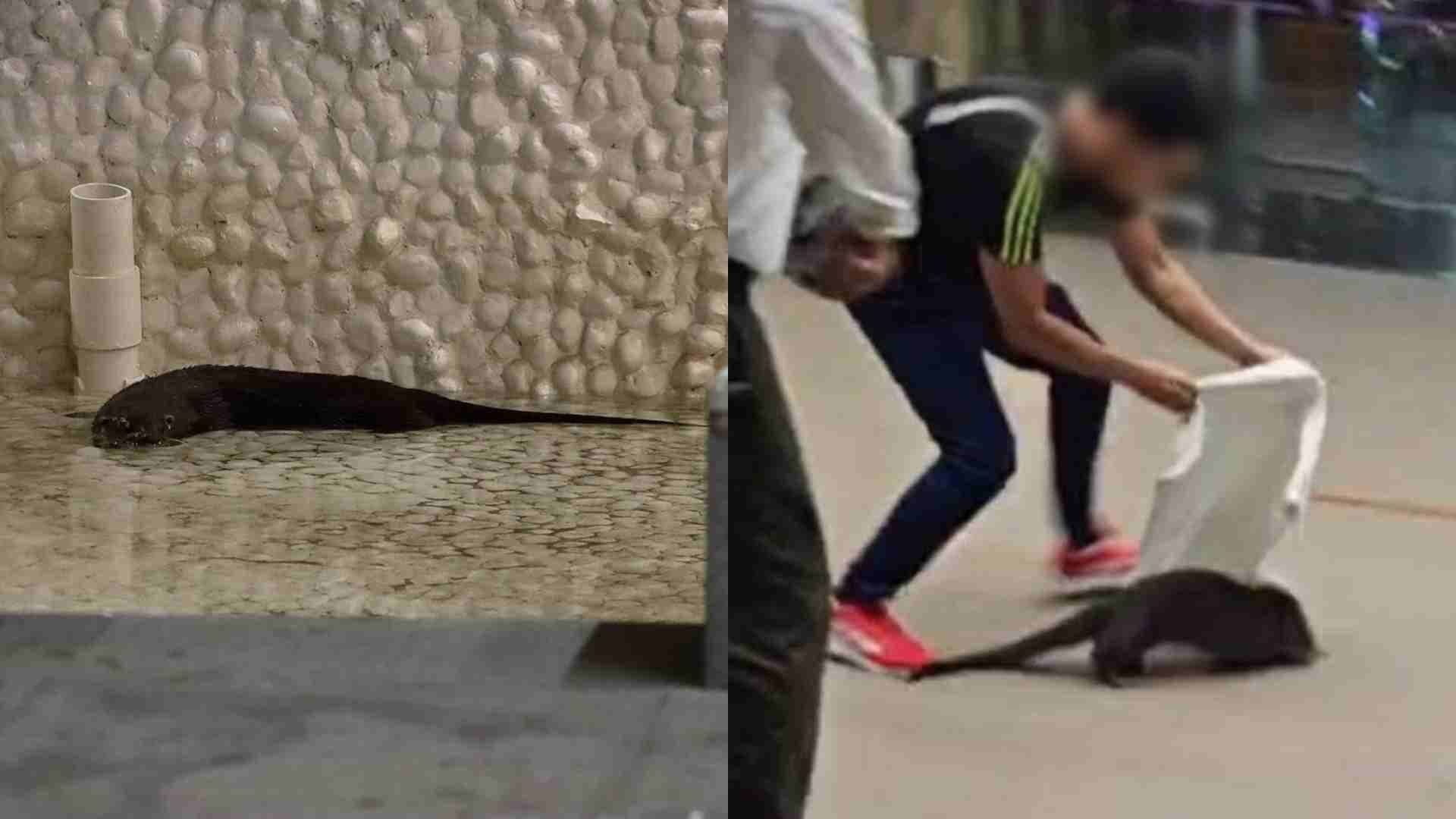 Capturan Nutria en Plaza Comercial de La Riviera Veracruzana en Boca del Río, Veracruz
