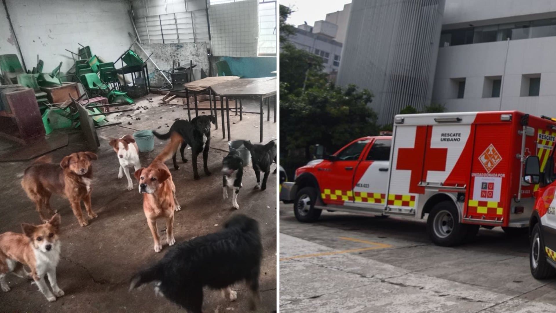 Jauría Ataca a Familia al Interior de Escuela en Huehuetoca, Edomex; Hay Un Muerto