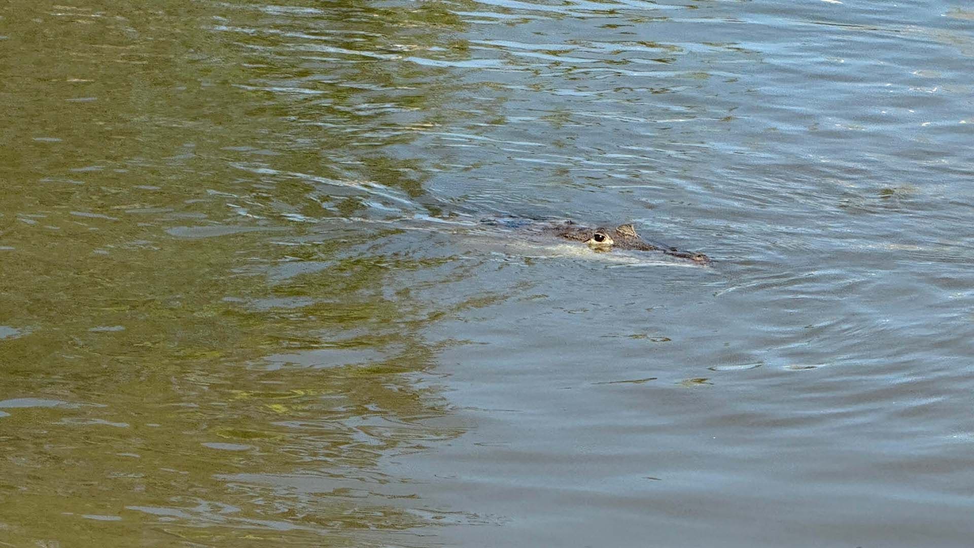 Canal de la Cortadura Aumenta su Nivel y Alarma a Vecinos por Presencia de Cocodrilos
