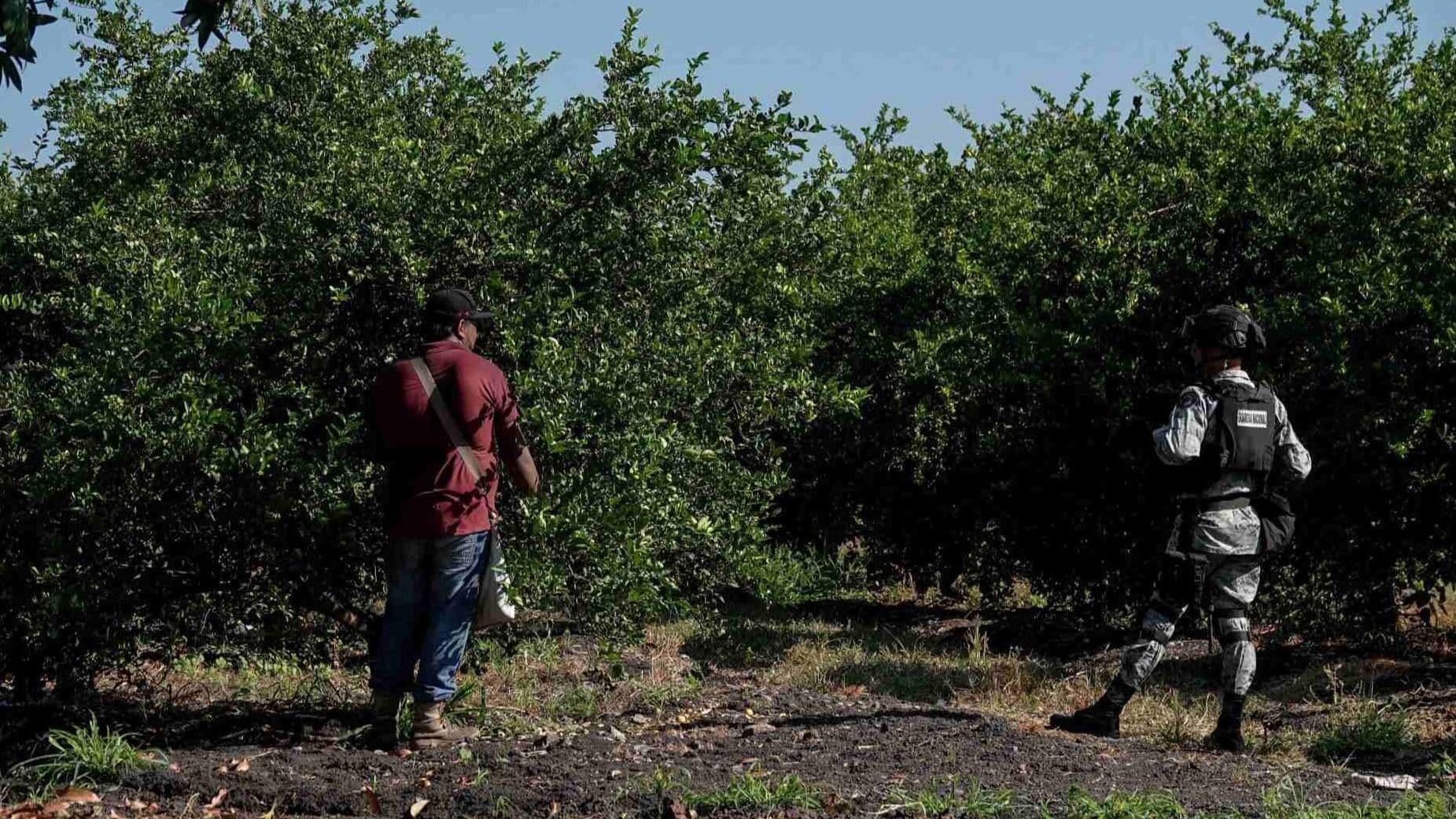 Plan Michoacán: Fuerzas Armadas Vigilan Empacadoras y Tianguis Limoneros en Apatzingán y Múgica