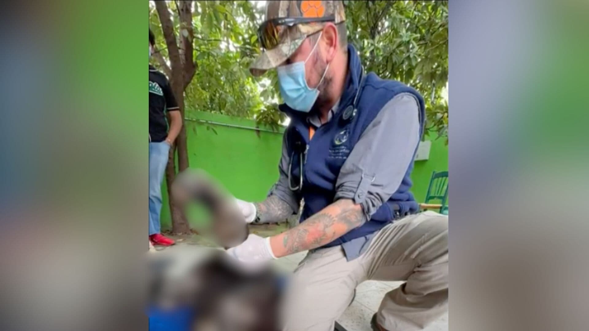 Muere Oso Tras ser Rescatado en una Casa en Bustamante, Nuevo León; Presentaba Diversos Daños