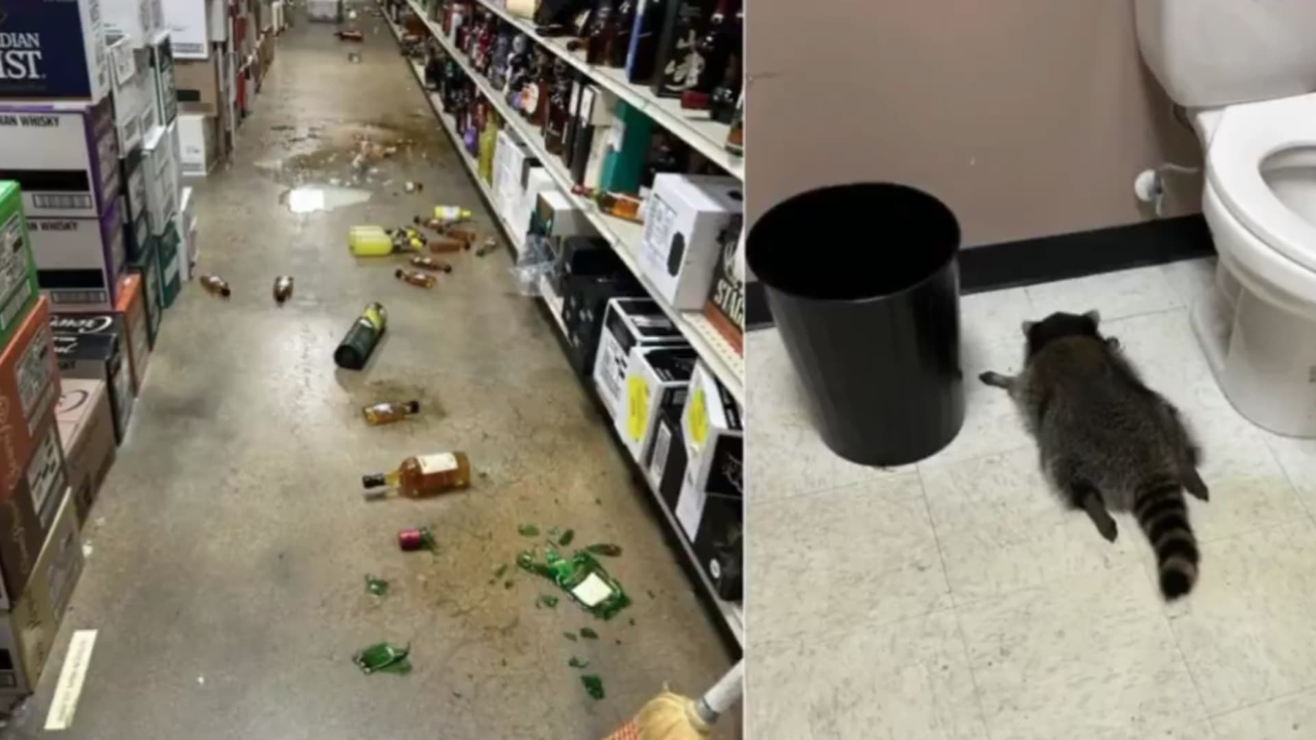 Mapache Irrumpe en Vinatería en Virginia, EUA, y se "Embriaga" hasta Desmayarse