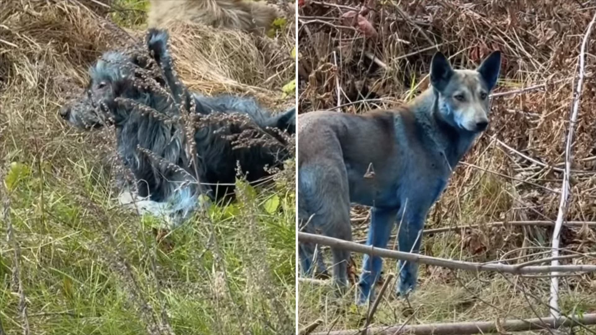 Perros Azules de Chernóbil: Revelan Por Qué Tienen el Pelaje de Este Color