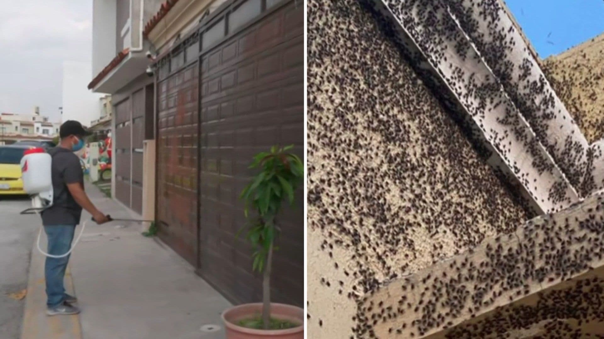 Crece Plaga de Moscas en Fraccionamiento de Tizayuca, Hidalgo; Advierten Riesgo Sanitario