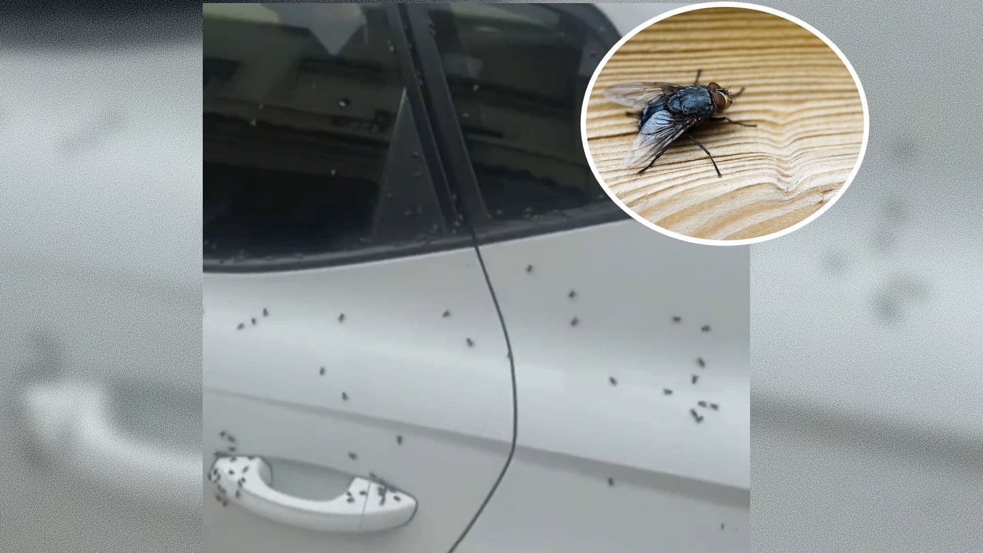 Plaga de Moscas en Tizayuca: ¿Qué Enfermedades Pueden Causar Estos Insectos?