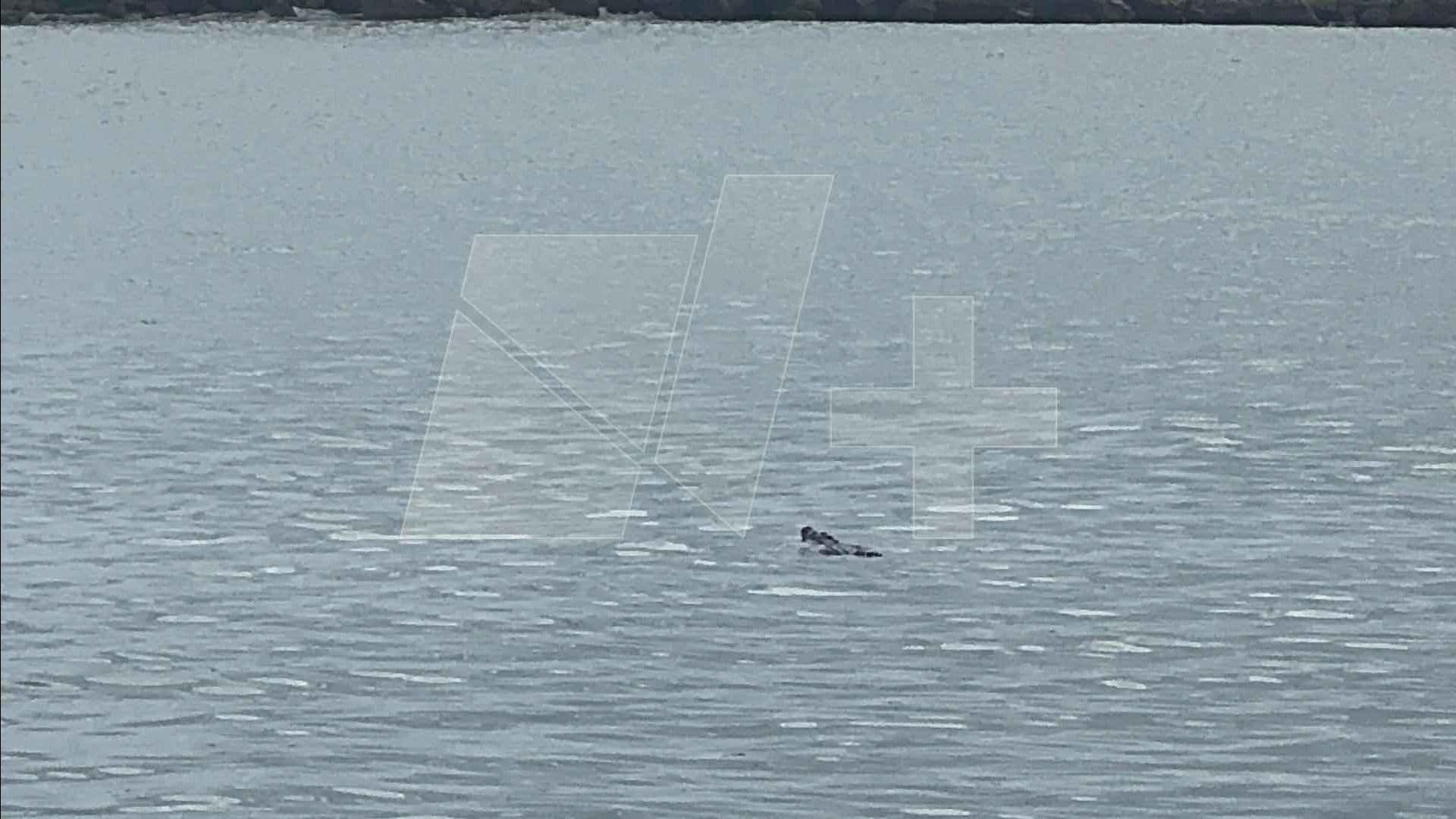 Aparece Cocodrilo en el Río Pánuco; Cerca de Escolleras de Playa Miramar